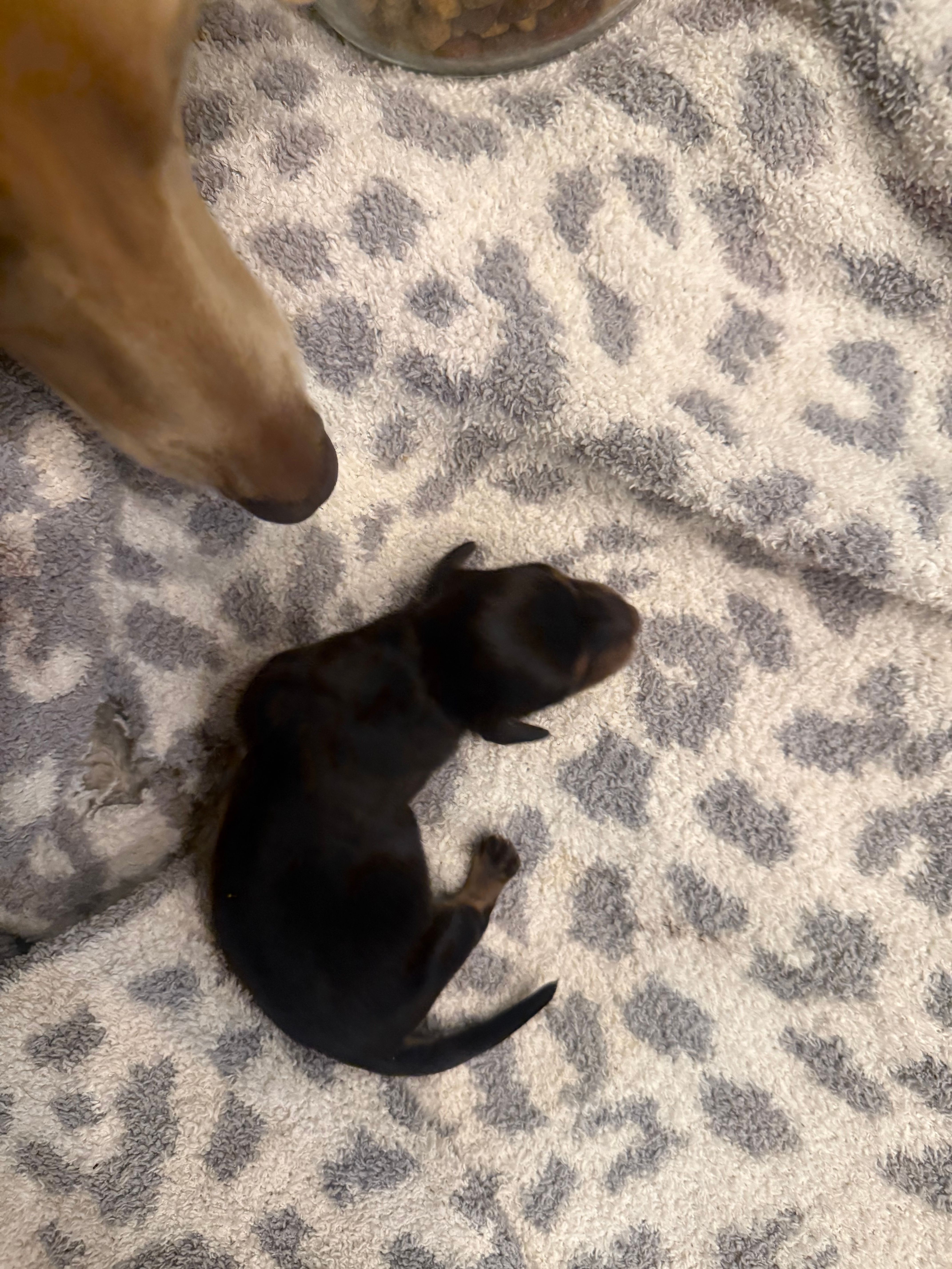 Jersyshore – Miniature Dachshund puppy for sale in Hattiesburg, MS