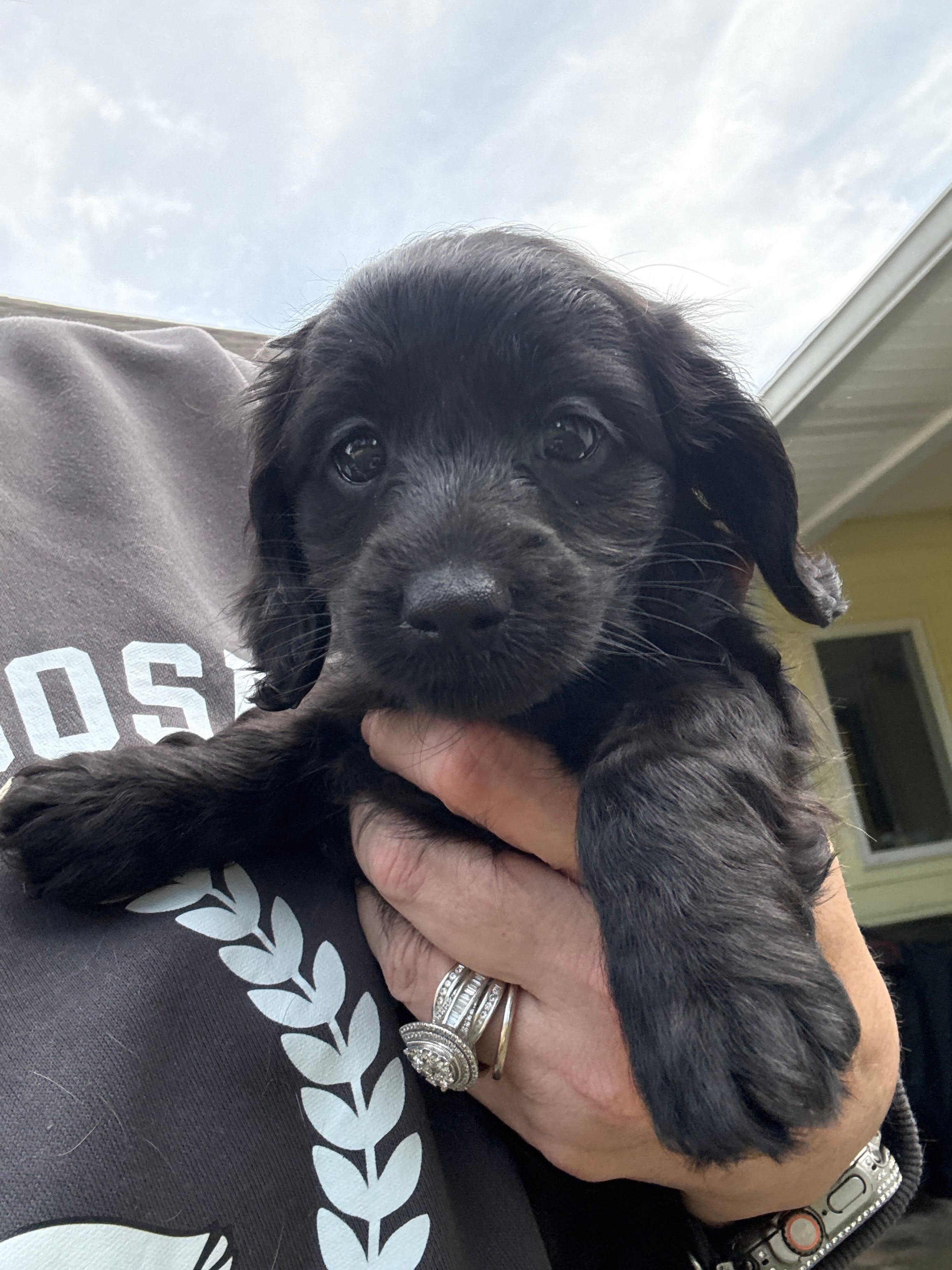 Femi – Yorkipoo, Miniature Dachshund puppy for sale in Hattiesburg, MS