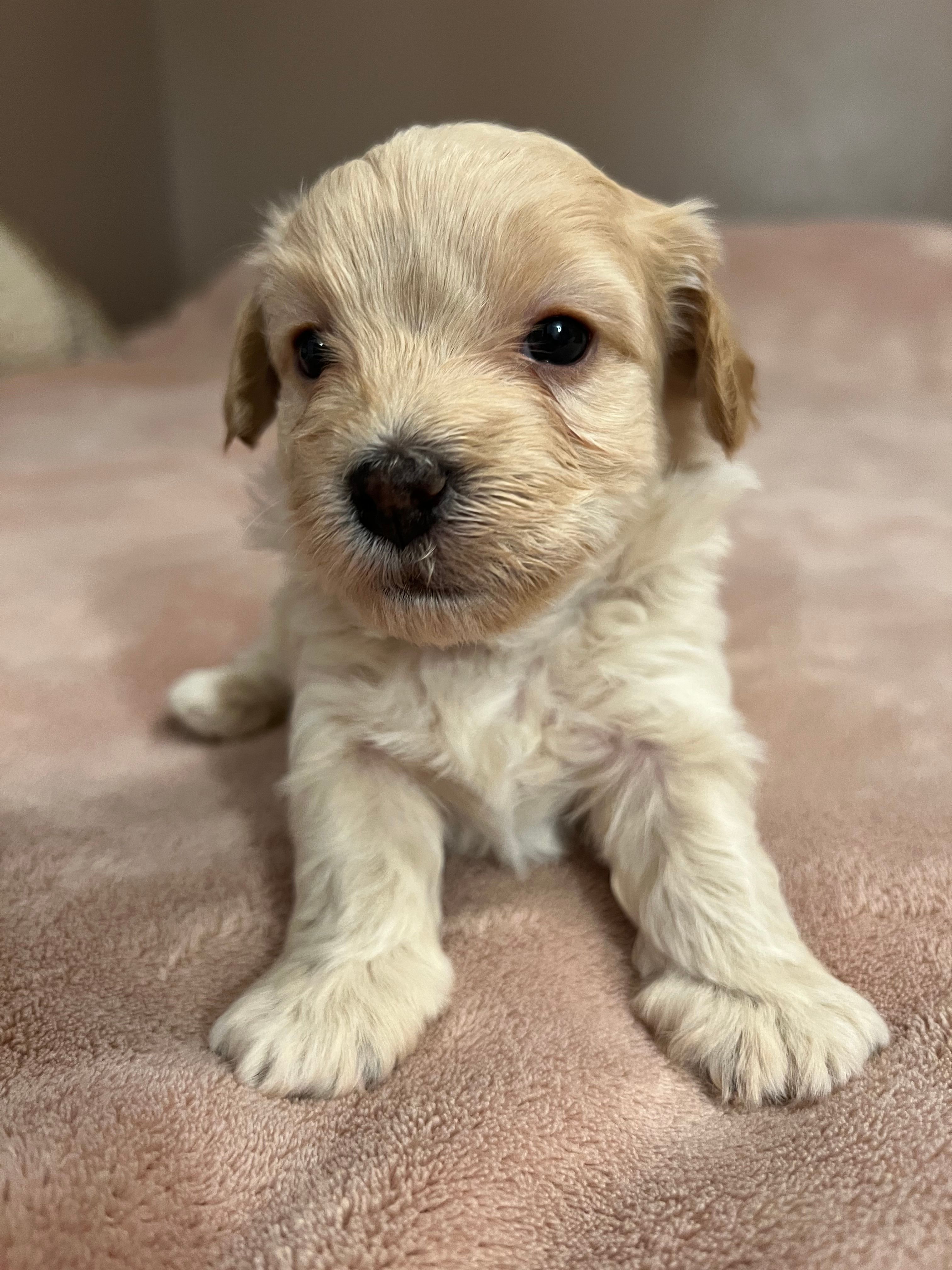 Puppy – Maltipoo, Poodle - Toy  puppy for sale in Westfield, MA