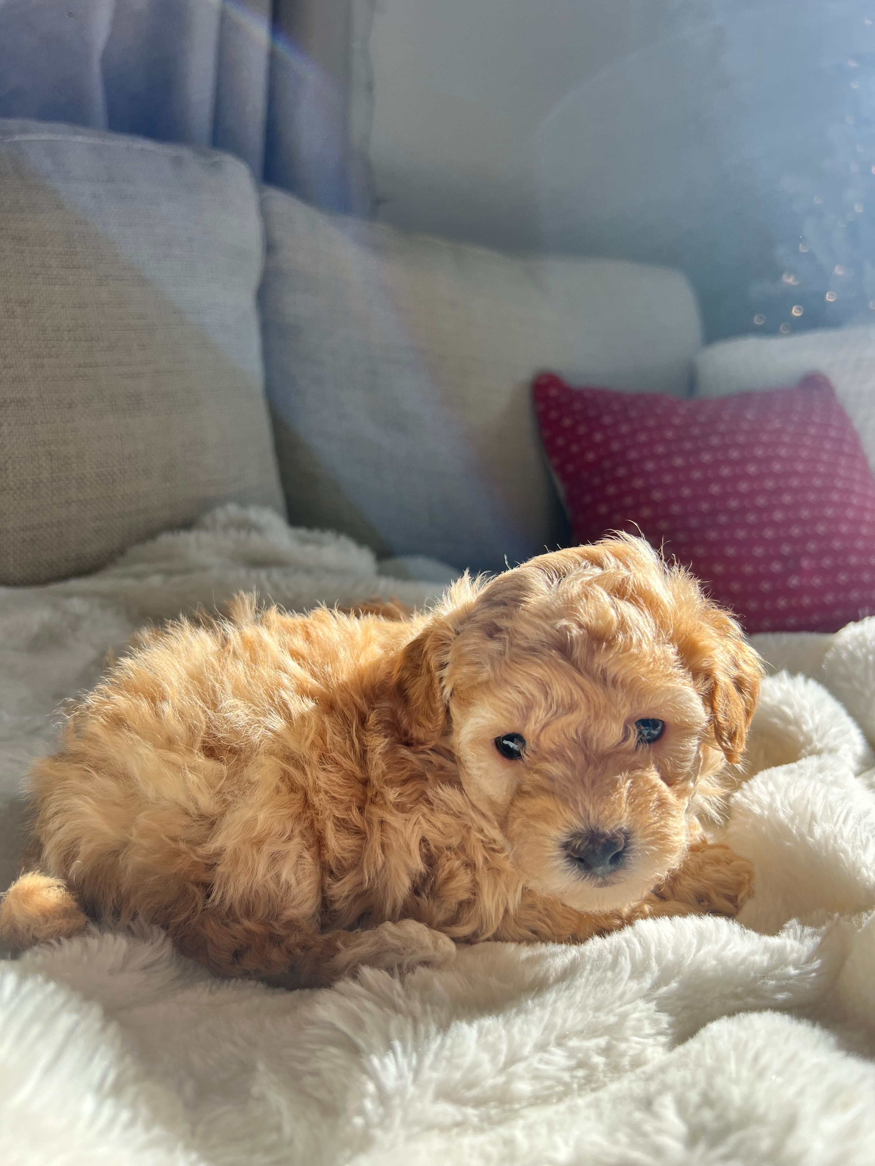 Cutie 1 – Poodle - Toy  puppy for sale in Westfield, MA
