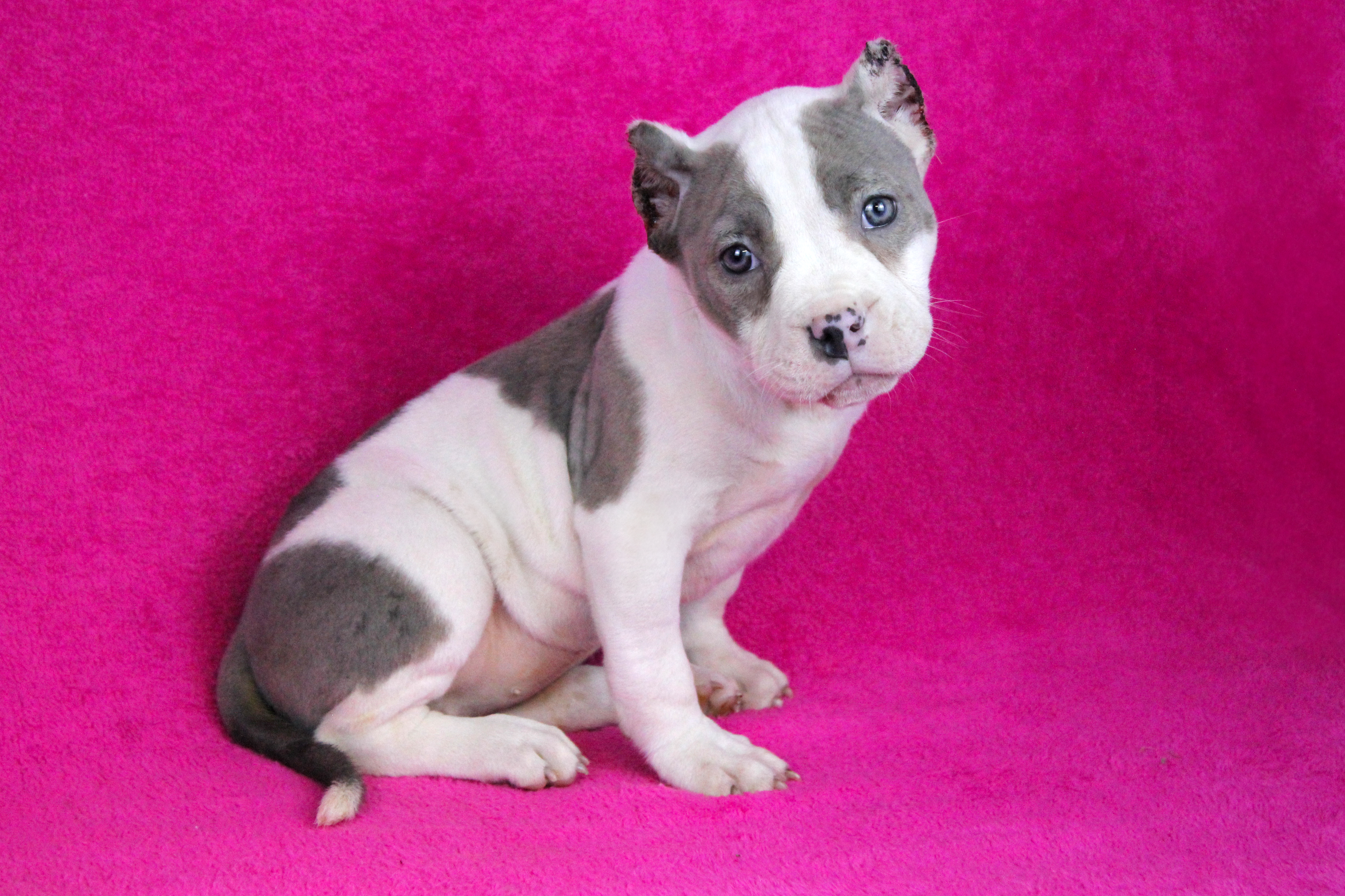 Piebald Blue Merle Female – American Bully puppy for sale in Orangeburg, SC