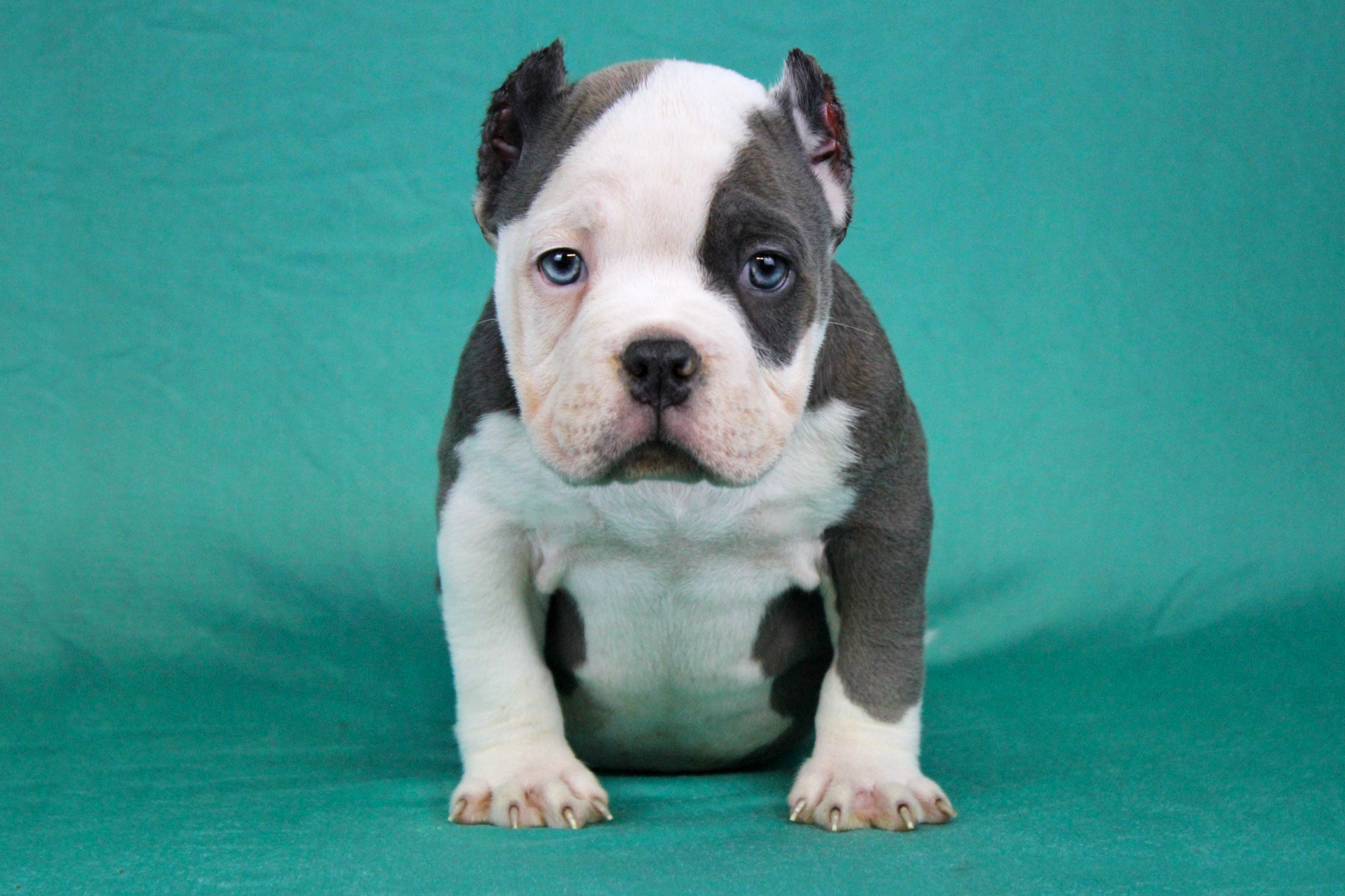 White/Blue Male – American Bully puppy for sale in Orangeburg, SC