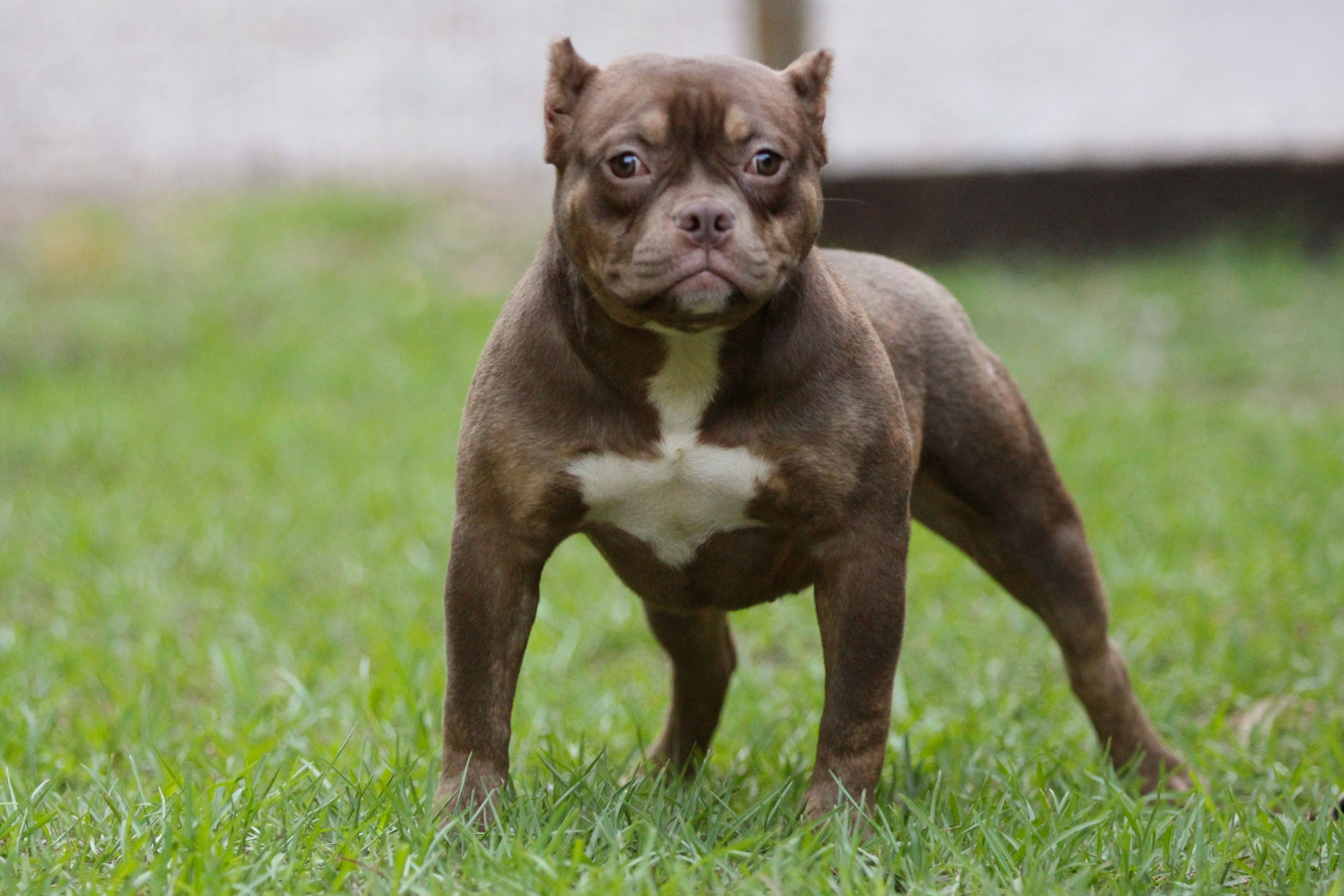 Chocolate Tri Female – American Bully puppy for sale in Orangeburg, SC