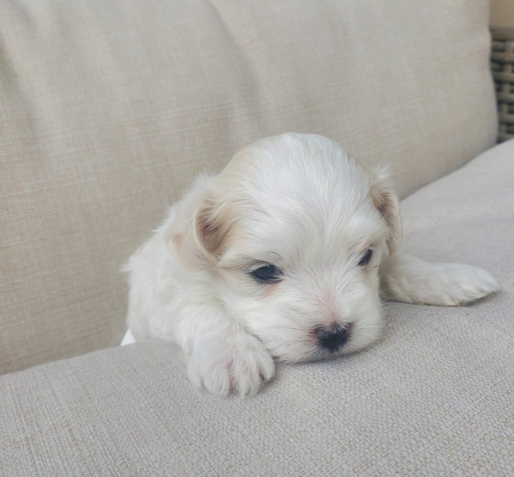 Noah – Maltese puppy for sale in Chambersburg, PA