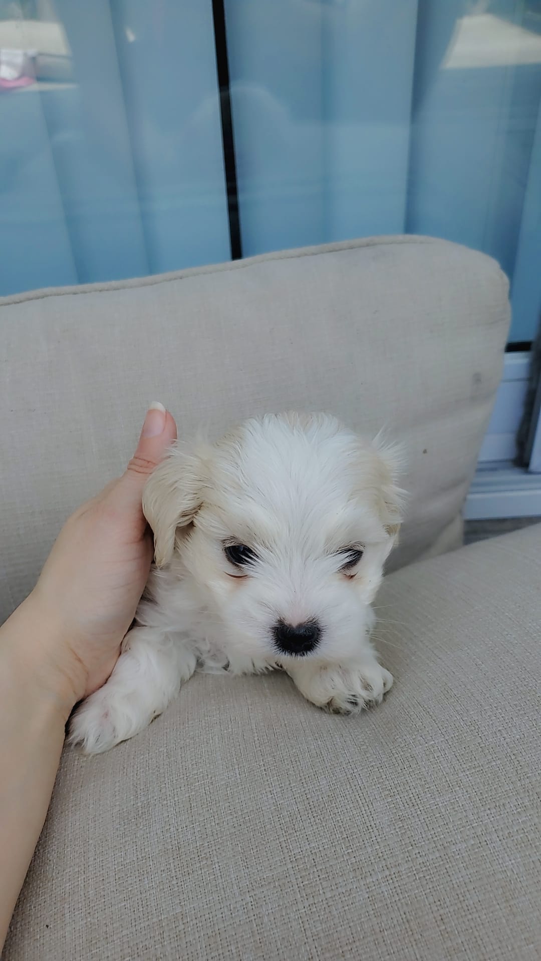Moses – Maltese puppy for sale in Chambersburg, PA