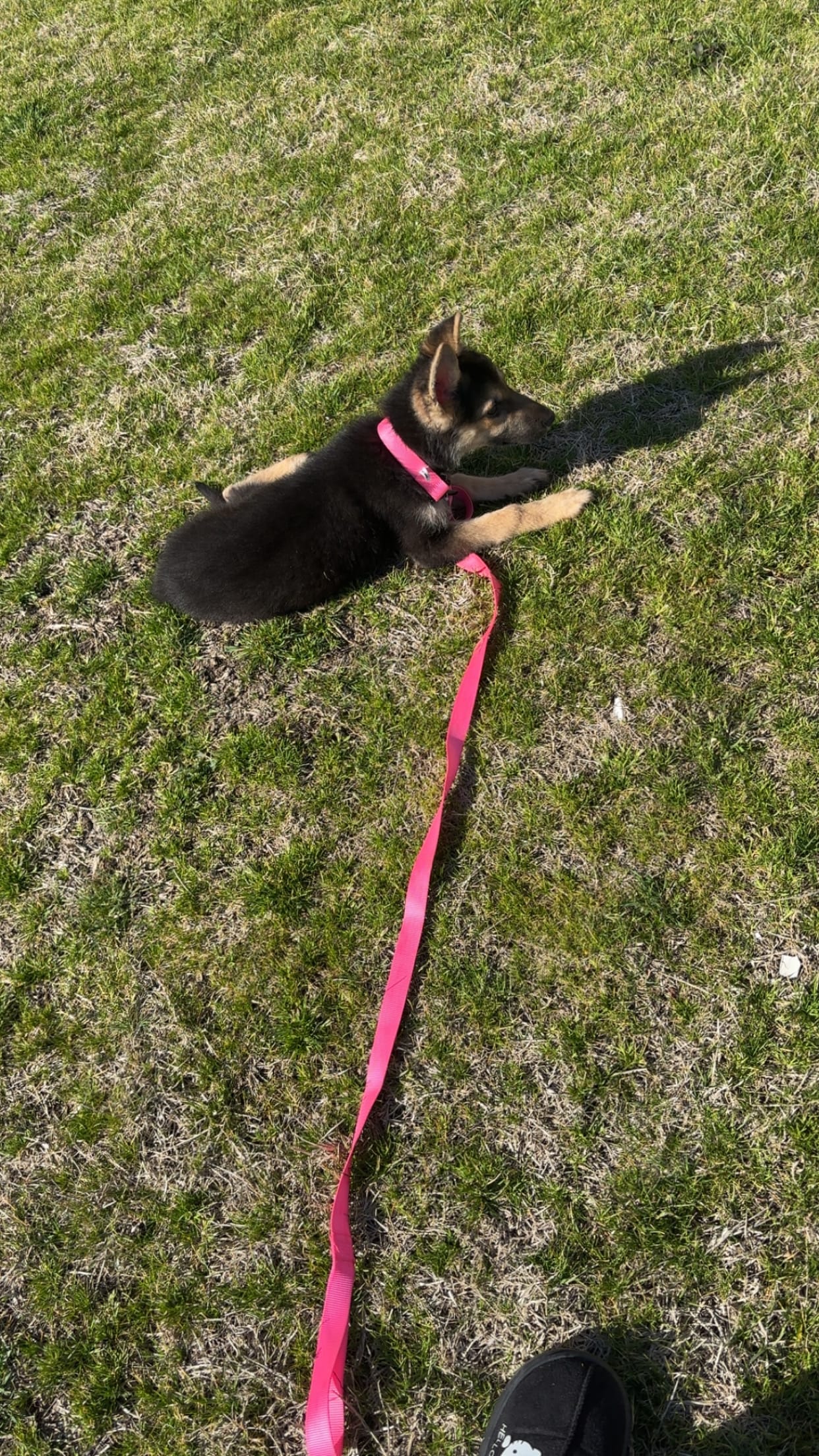 Nyla – German Shepherd Dog puppy for sale in West Memphis, AR
