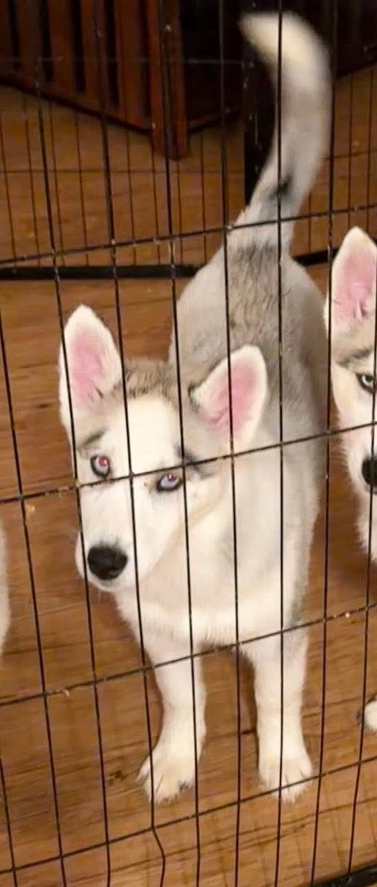 Girl 2 – Siberian Husky puppy for sale in Marysville, OH
