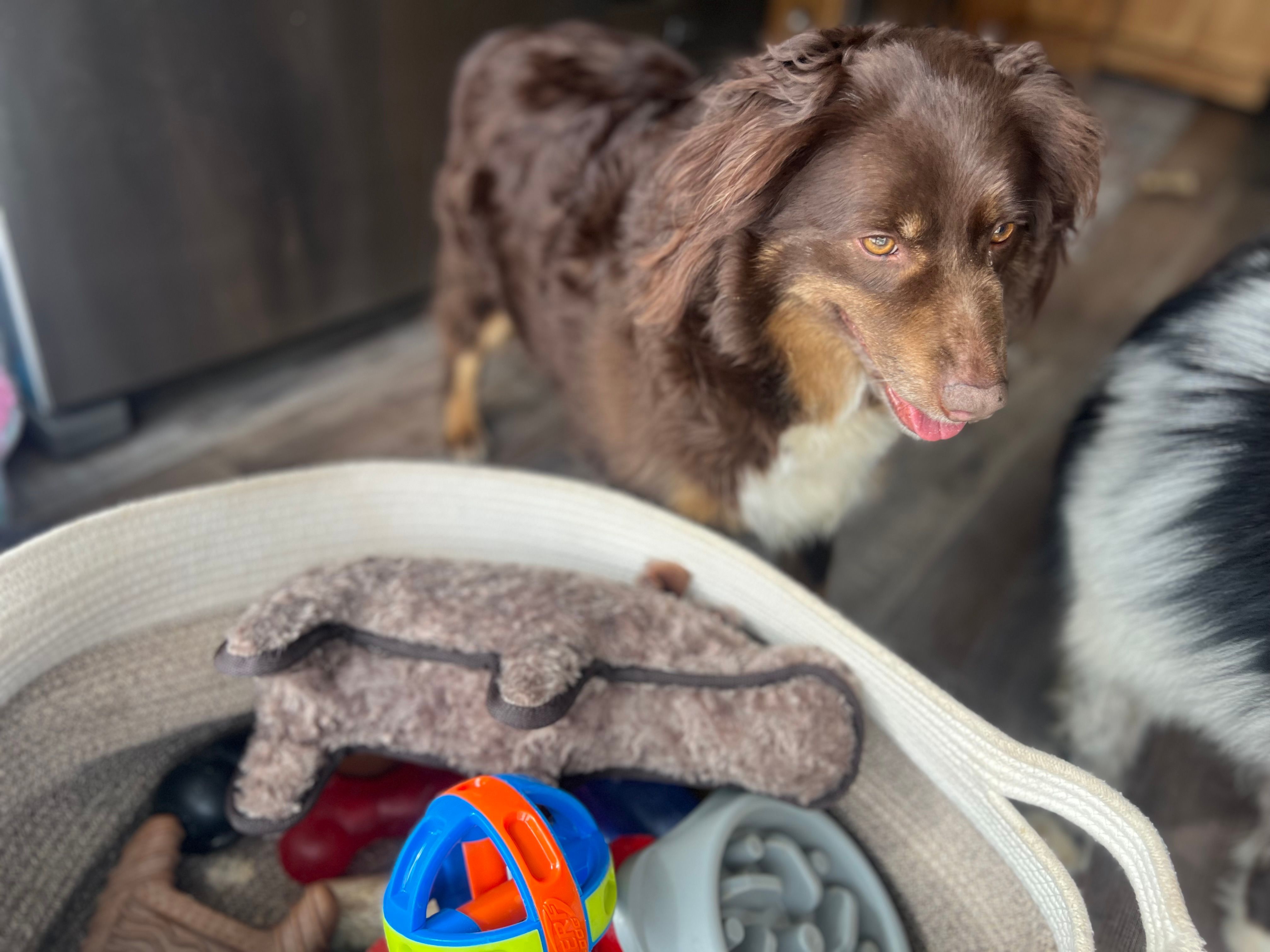 Amber – Miniature Australian Shepherd puppy for sale in Bethany, IL