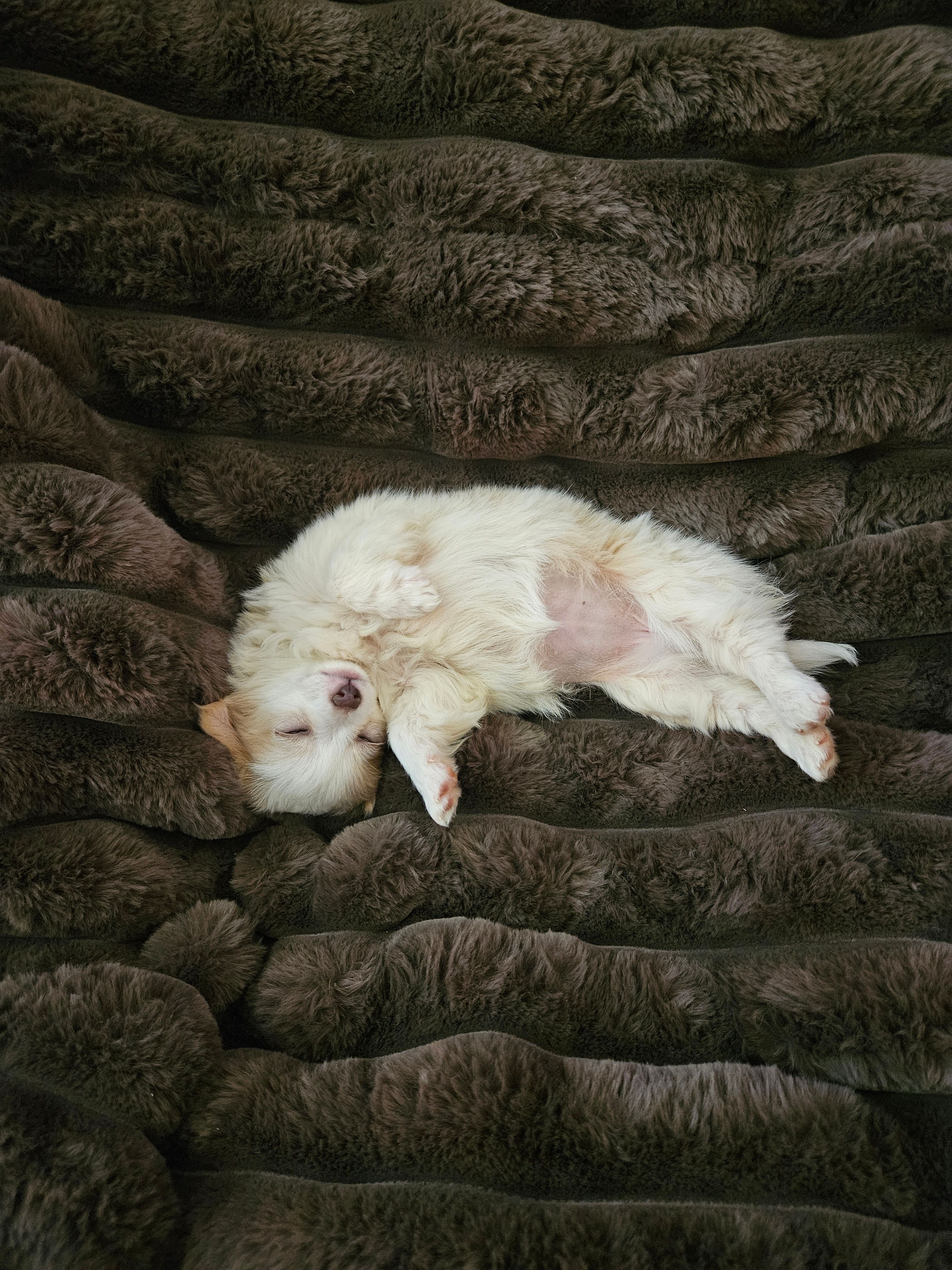 Miss Kisses – Chihuahua puppy for sale in Las Vegas, NV