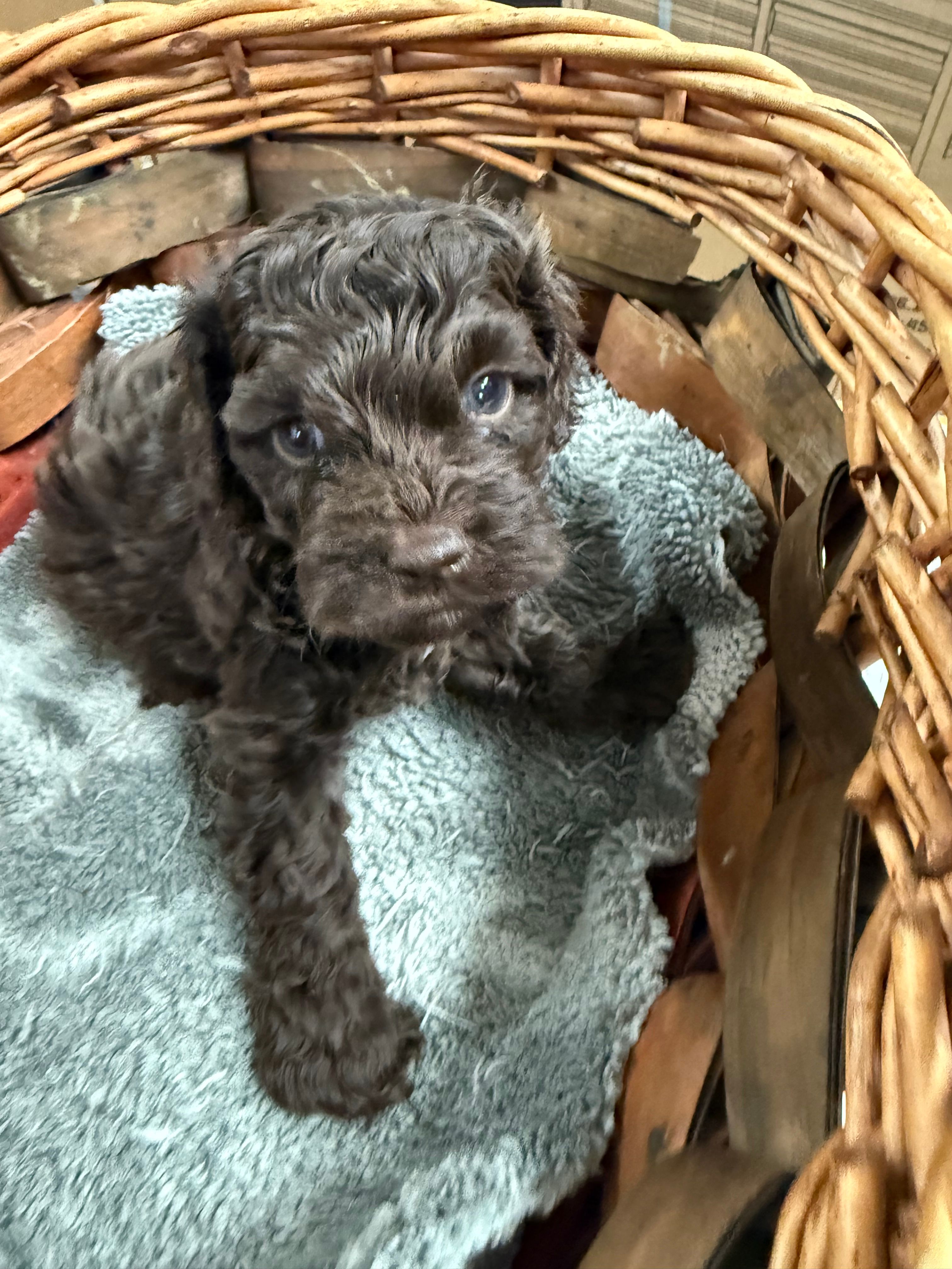 Sam – Cockapoo puppy for sale in Oklahoma City, OK