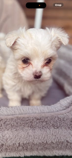 Elsa – Maltese puppy for sale in Oklahoma City, OK