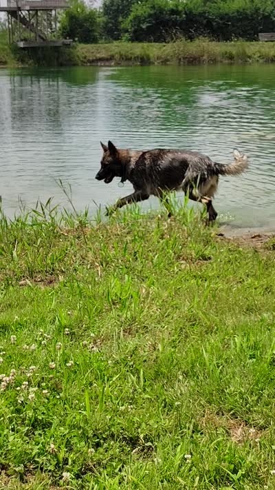 Rex, a male German Shepherd Dog for sale in Corry, PA – 2 of 4