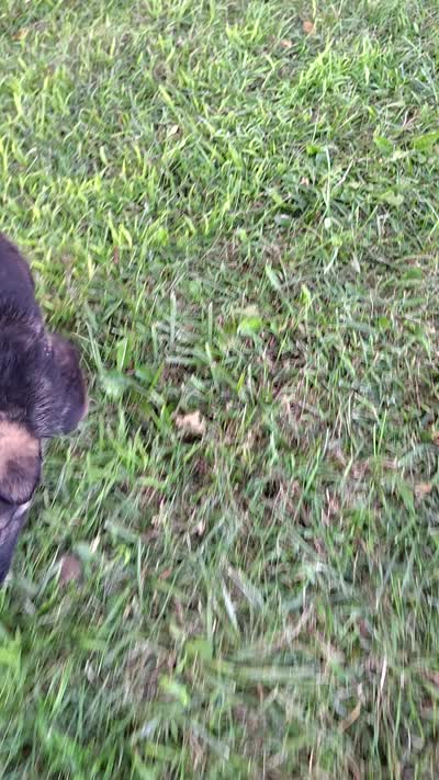Toby, a male German Shepherd Dog for sale in Corry, PA – 2 of 2