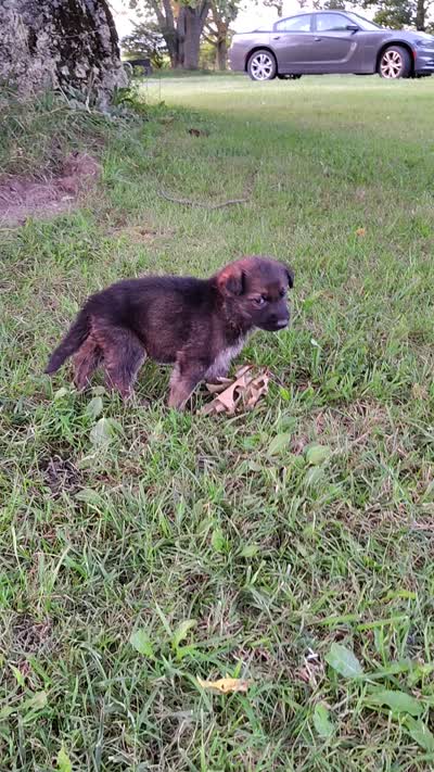 Percy, a male German Shepherd Dog for sale in Corry, PA – 2 of 4