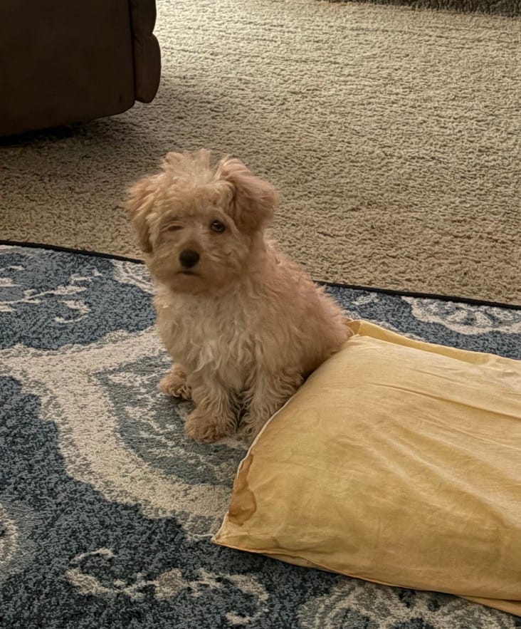 Spanky – Yorkipoo puppy for sale in Turkey, NC