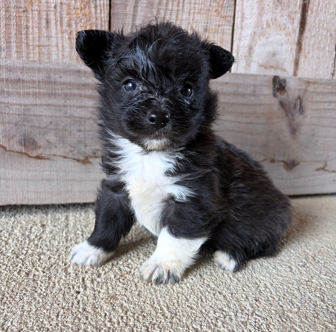 Odie  – Pembroke Welsh Corgi, Poodle - Toy  puppy for sale in Turkey, NC
