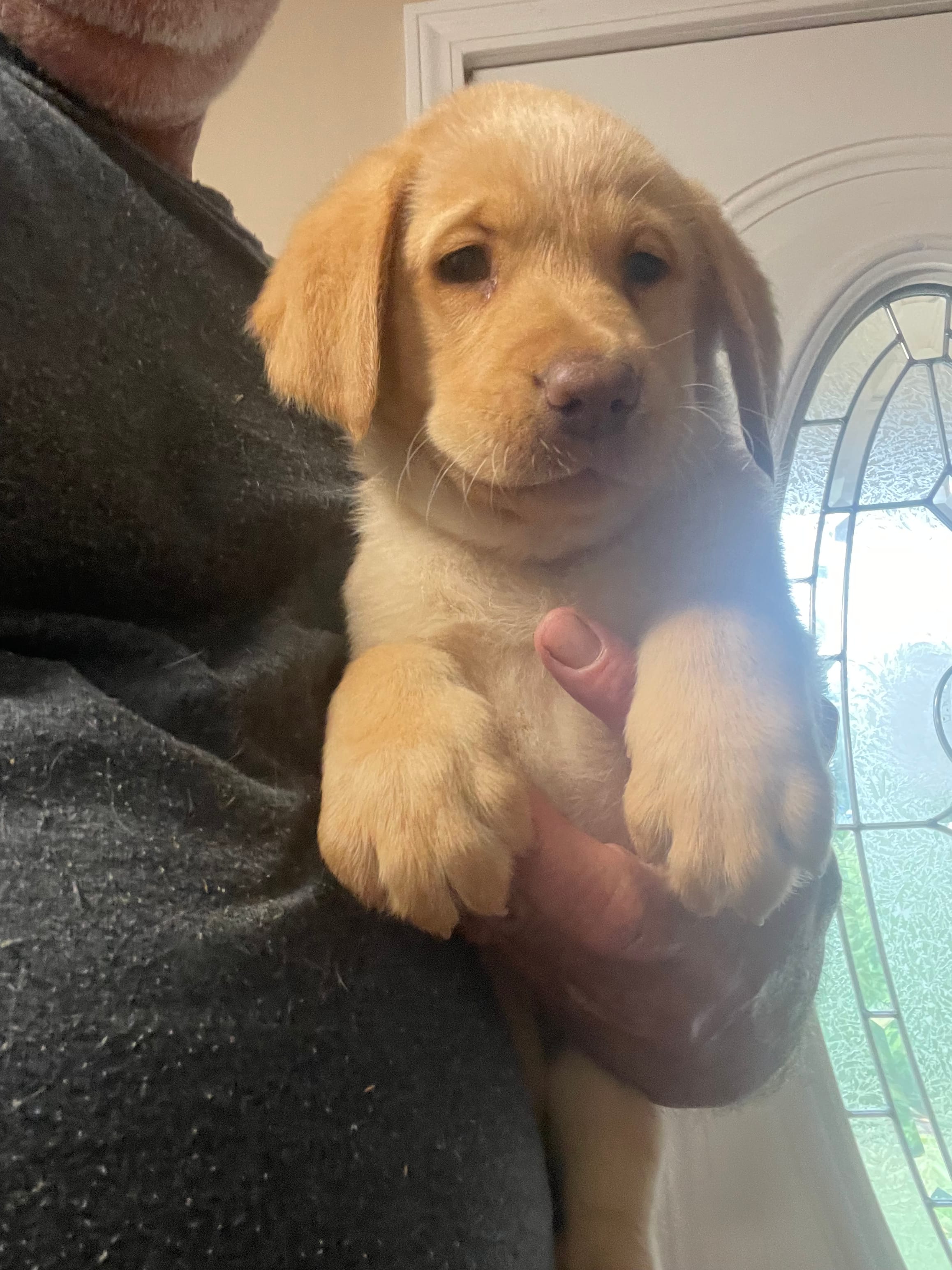 Black collar male – Labrador Retriever puppy for sale in North Wilkesboro, NC