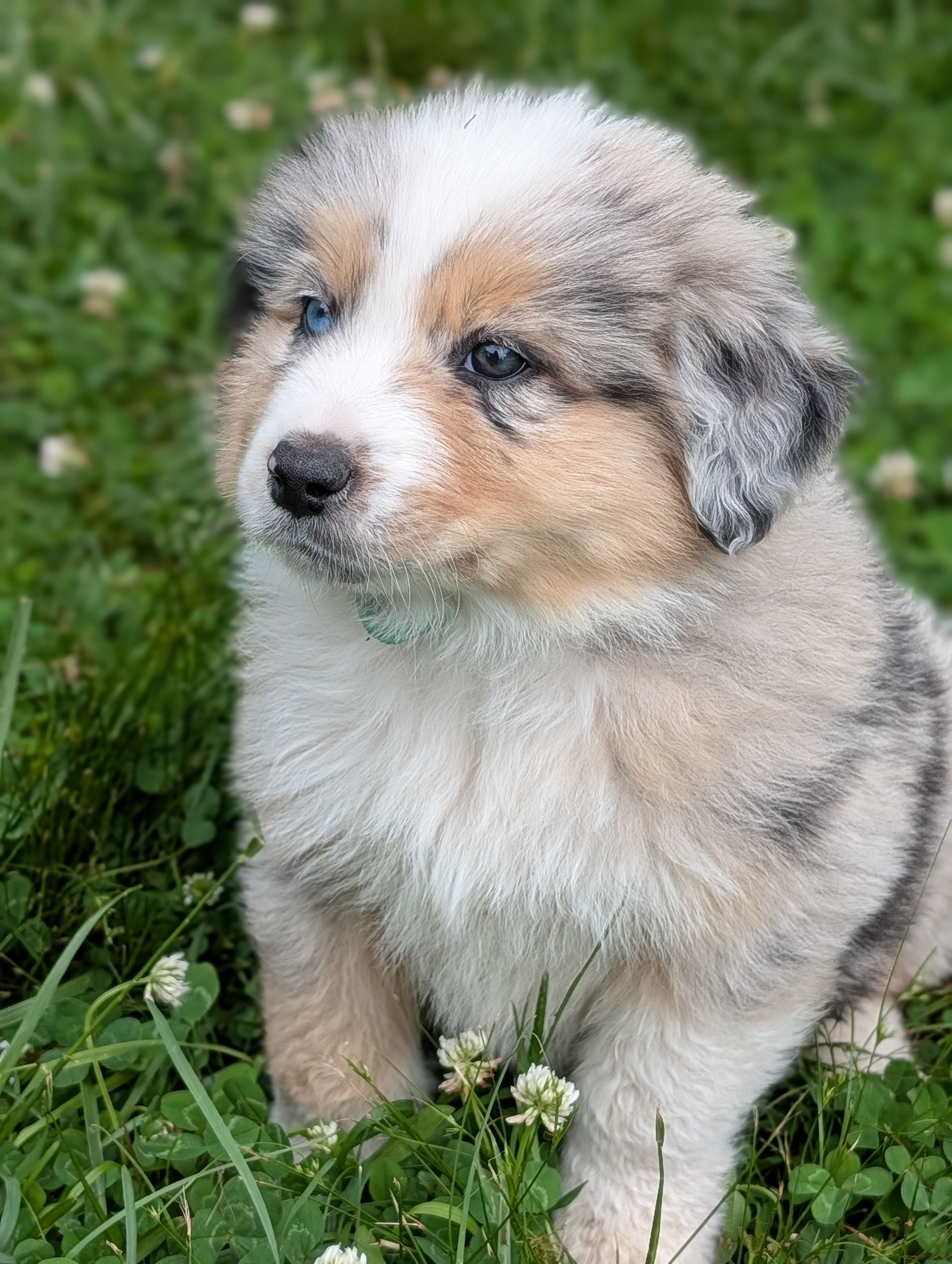 Bailey Green with tail – Australian Shepherd puppy for sale in Sedalia, MO
