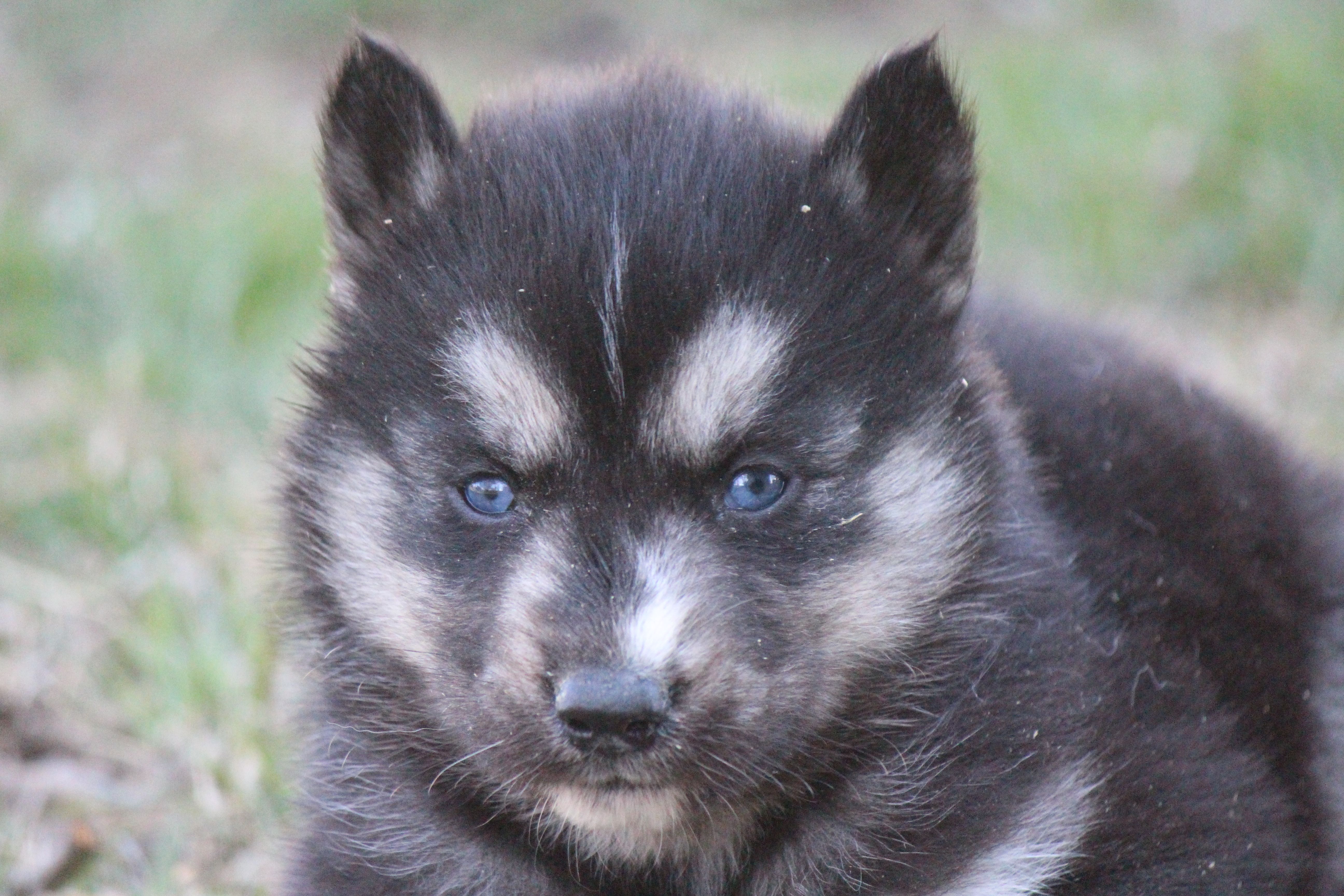 AKC KERMIT – Siberian Husky puppy for sale in Monticello, WI