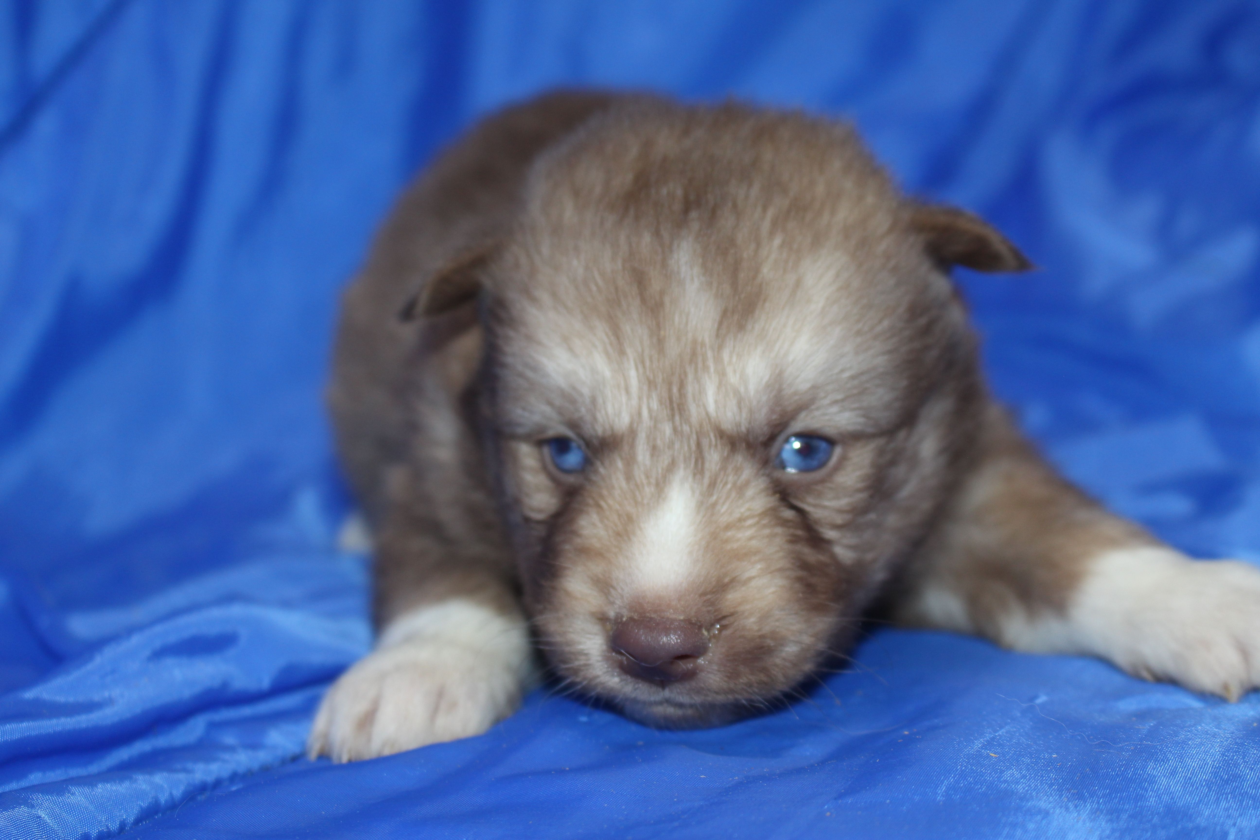 AKC VINO – Siberian Husky puppy for sale in Monticello, WI