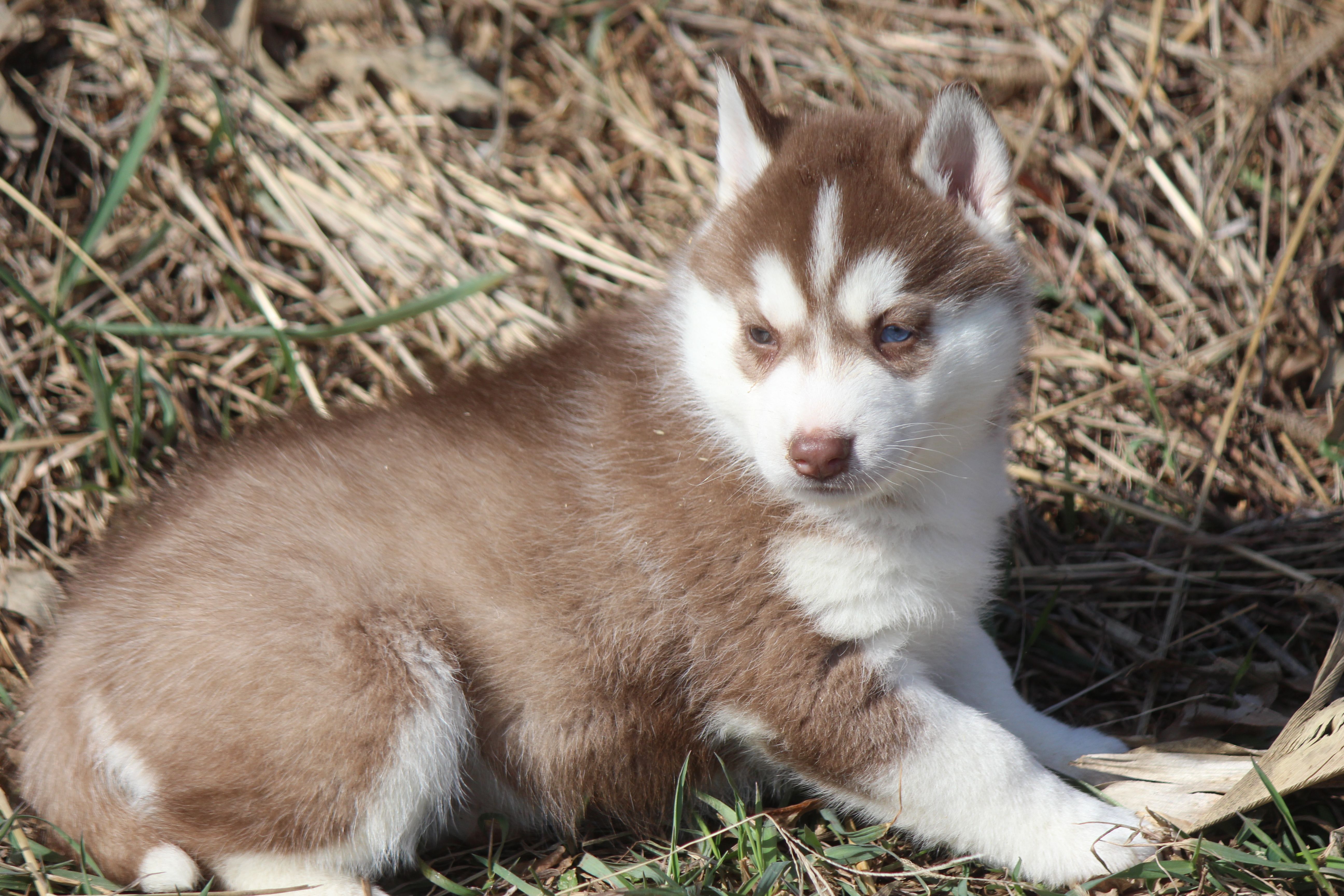 AKC ASTRA – Siberian Husky puppy for sale in Monticello, WI