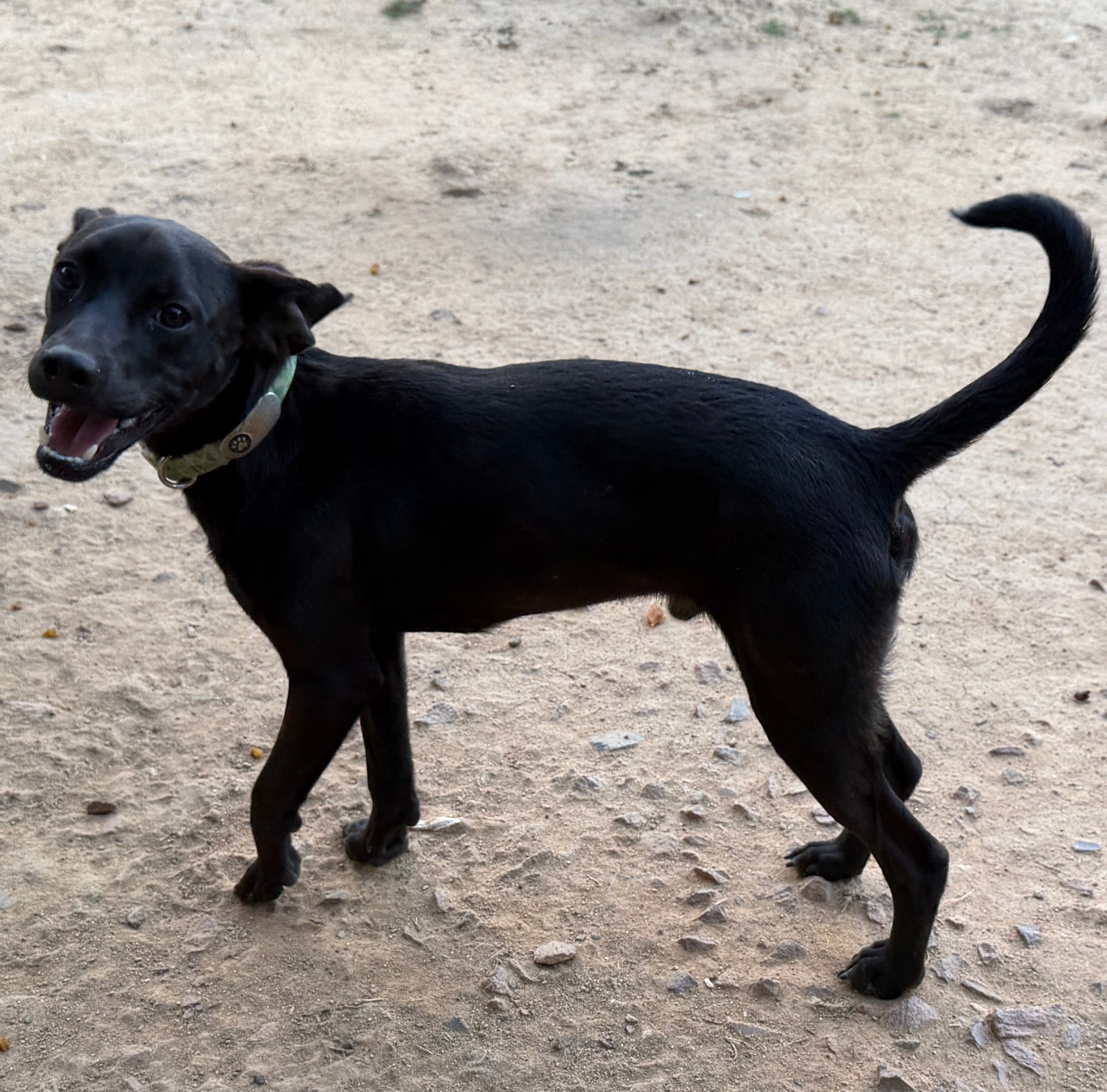 Phantom - Neutered – Beagle, Chihuahua puppy for sale in Greensboro, NC