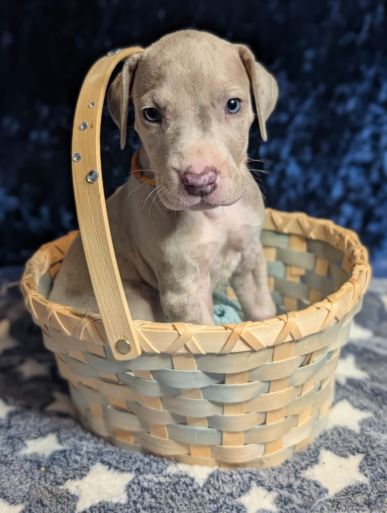 Daphne – Great Dane puppy for sale in Porter, TX