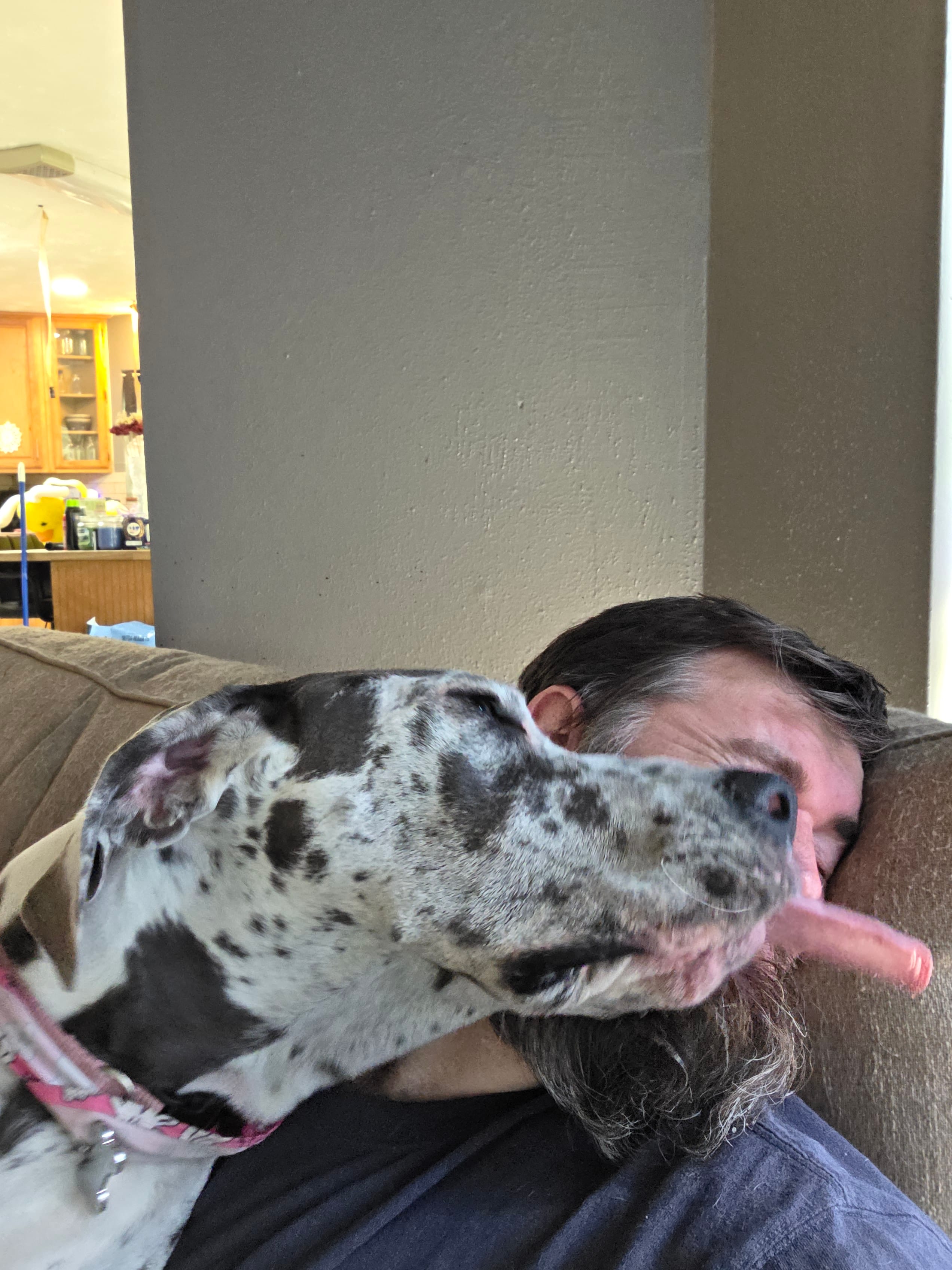 Duchess – Great Dane puppy for sale in Porter, TX