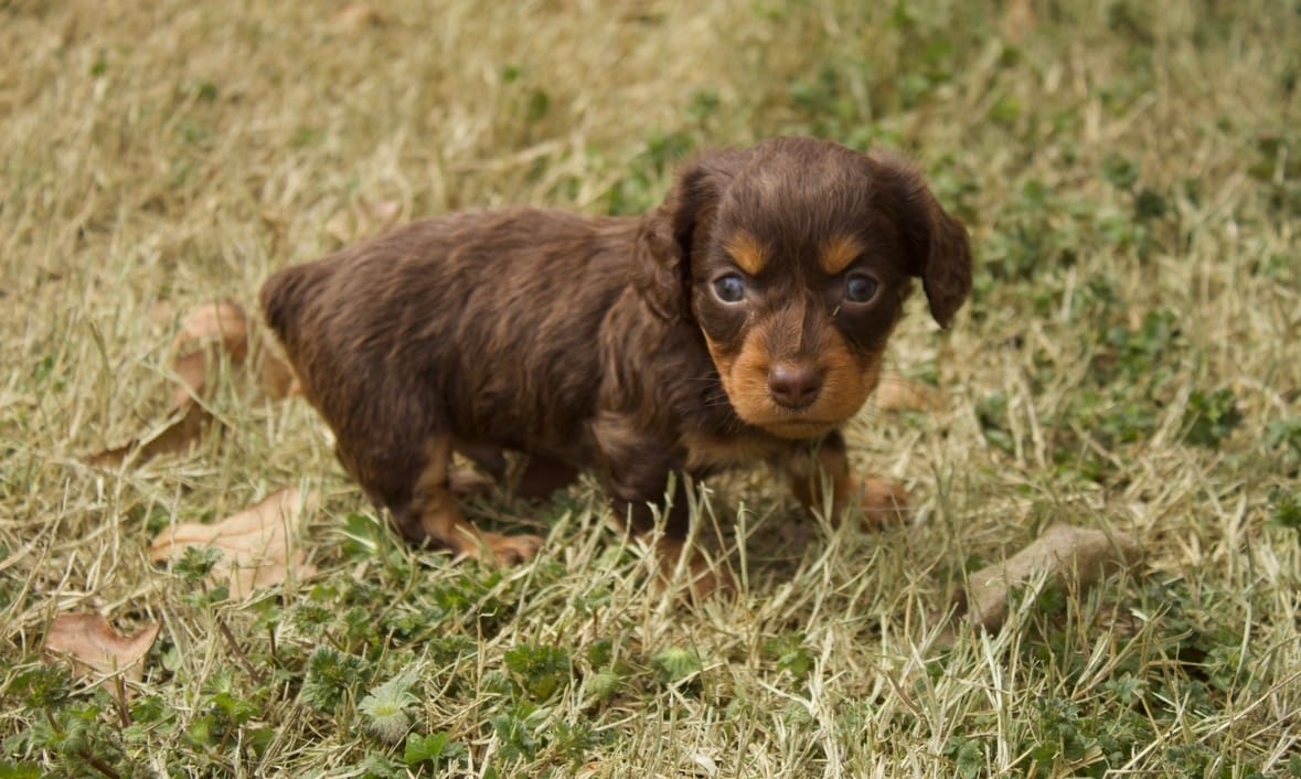 Milo – Dachshund puppy for sale in Guymon, OK