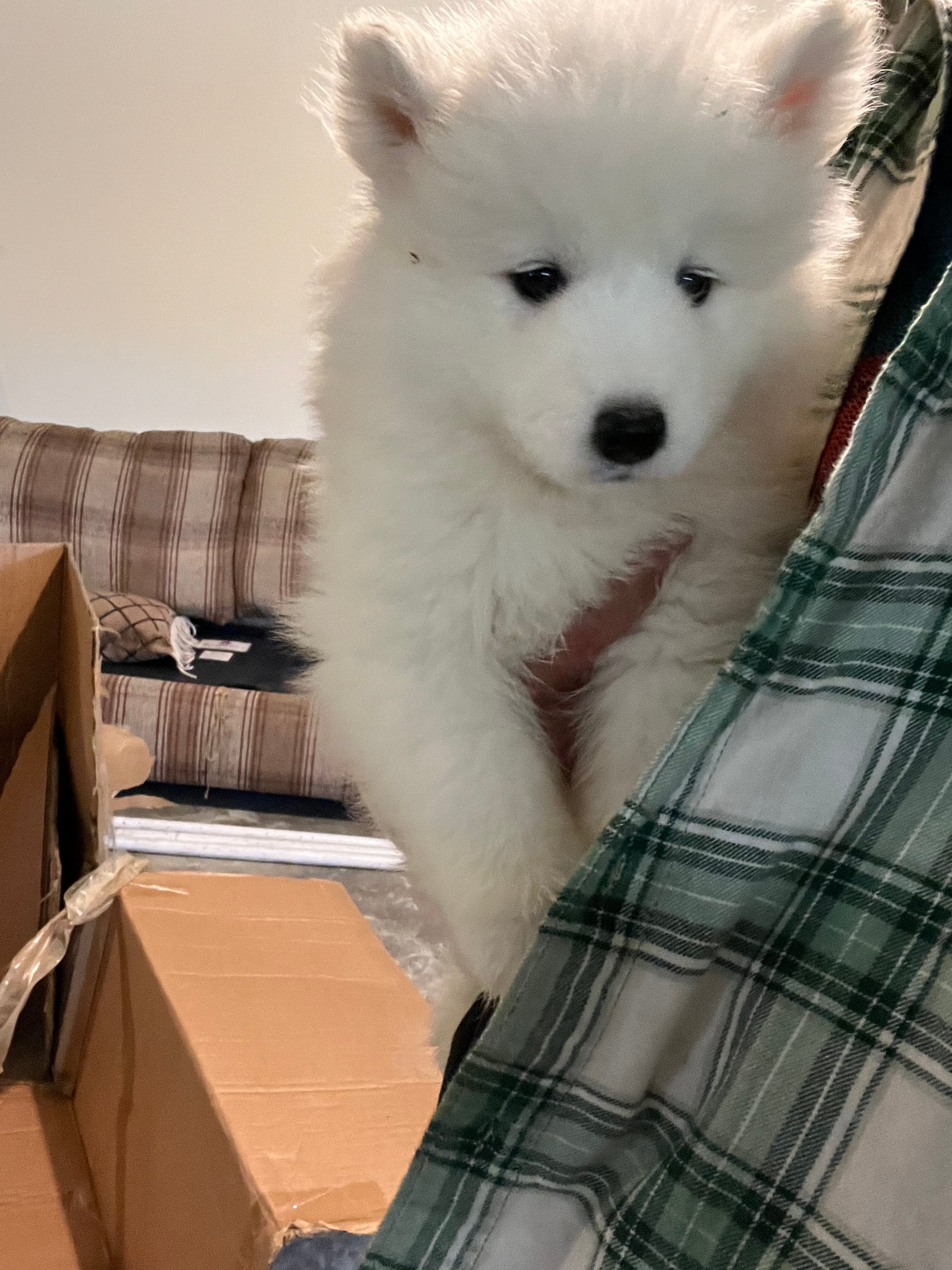 Koda – Samoyed puppy for sale in Los Angeles, CA