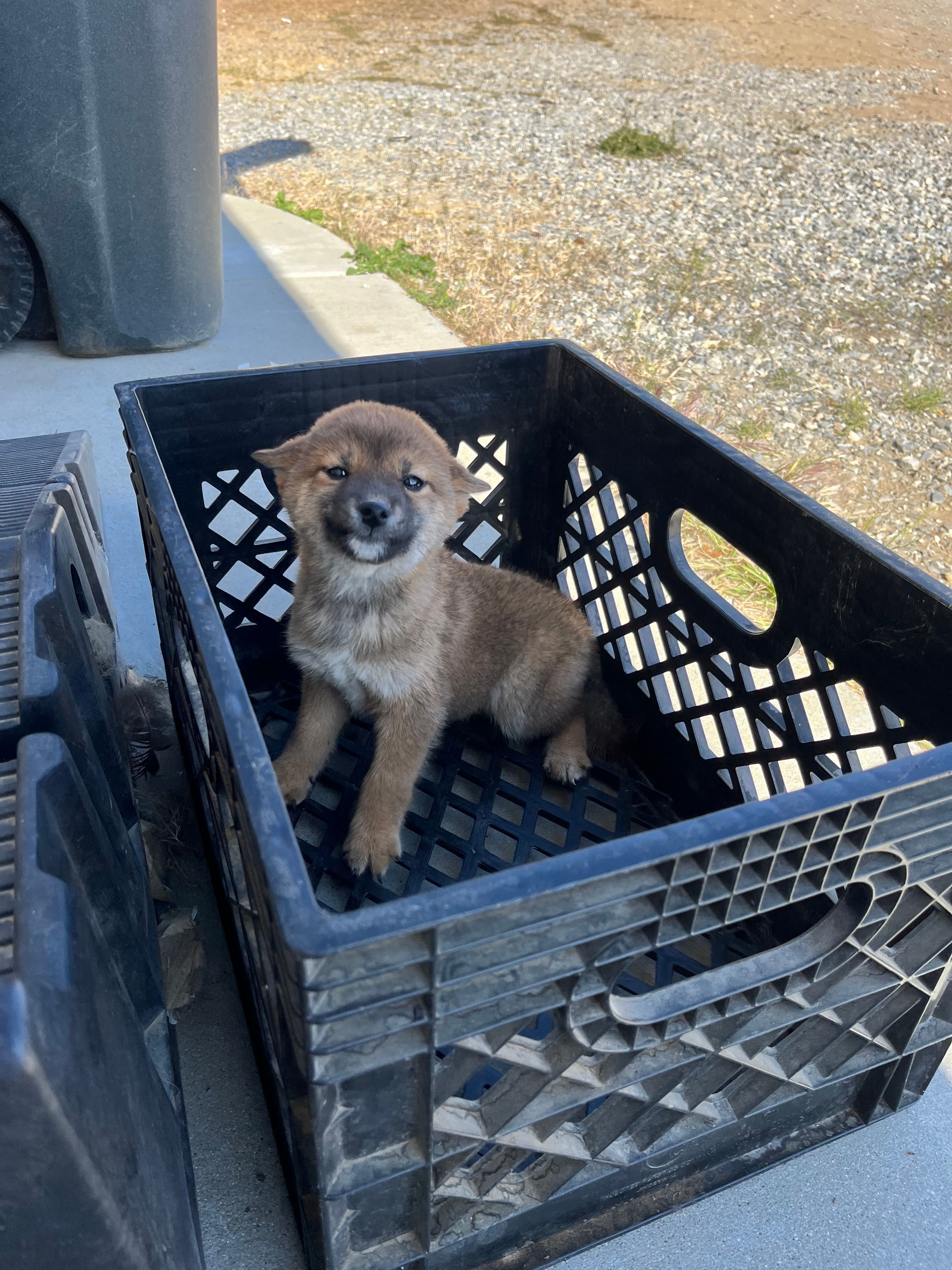 Suki – Shiba Inu puppy for sale in Los Angeles, CA