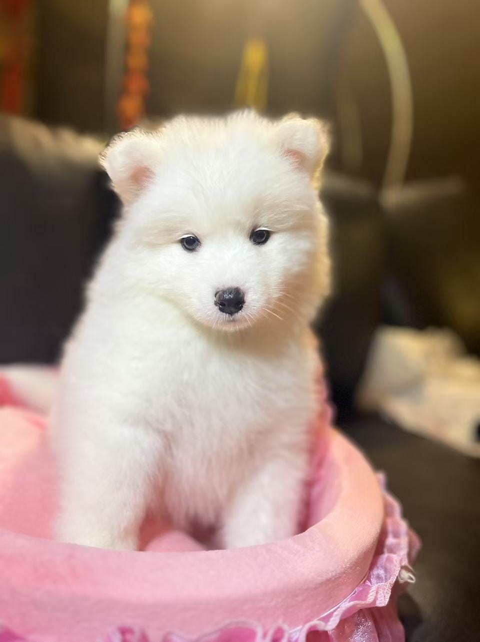 Dodo – Samoyed puppy for sale in Los Angeles, CA