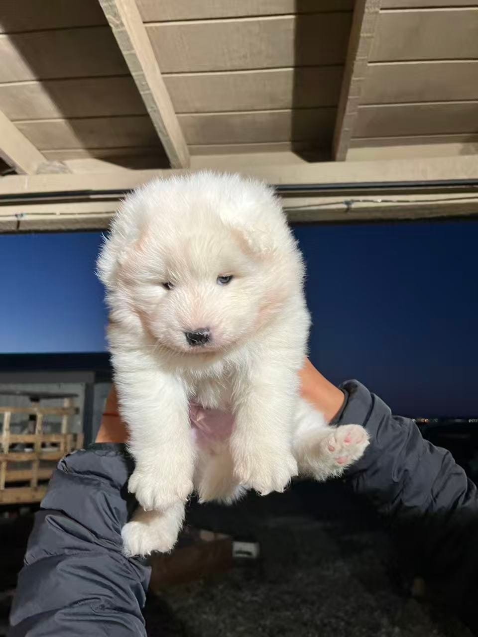 Dodo – Samoyed puppy for sale in Los Angeles, CA