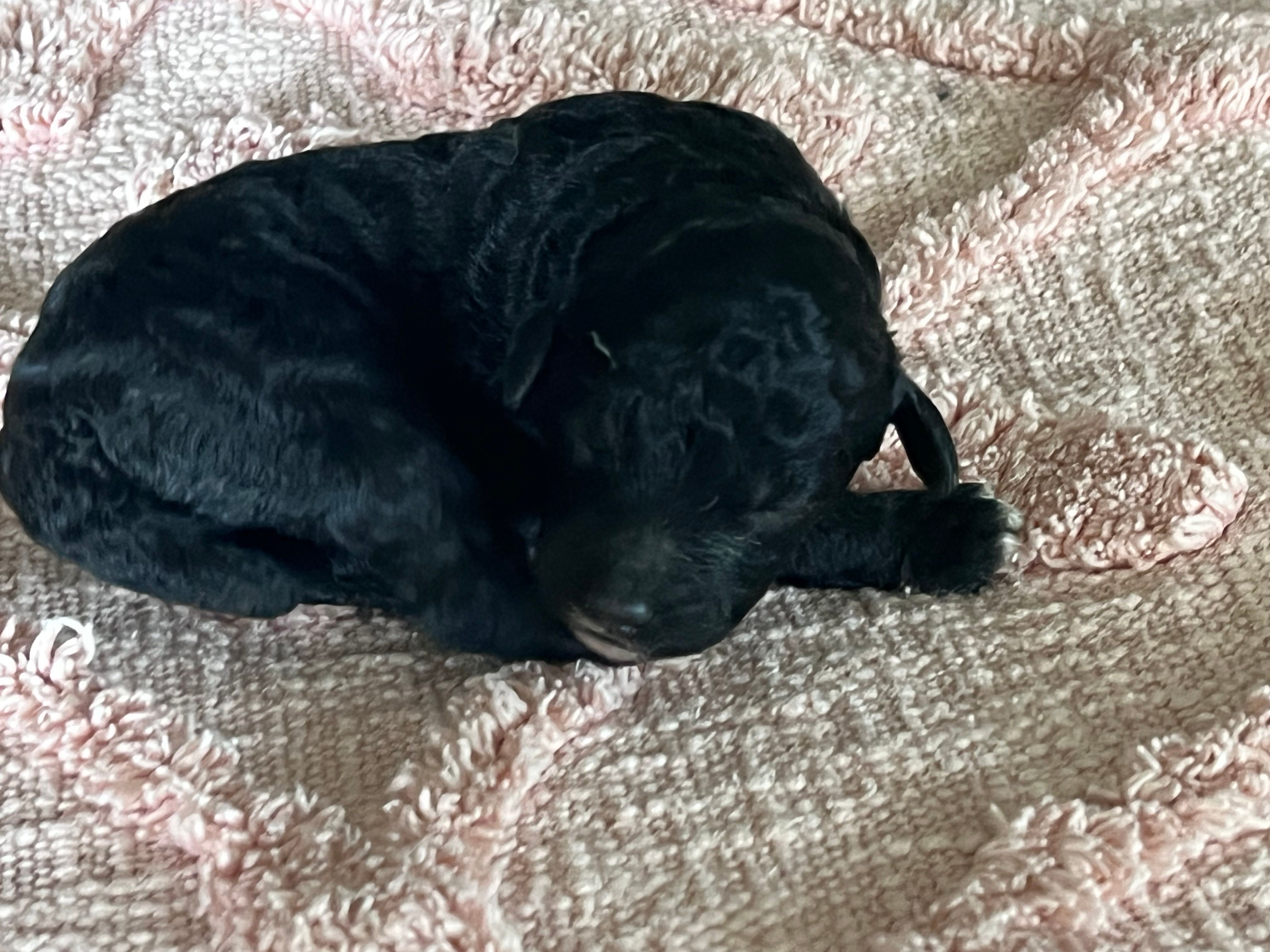 AKC HarLee Queen – Poodle - Standard  puppy for sale in Toney, AL