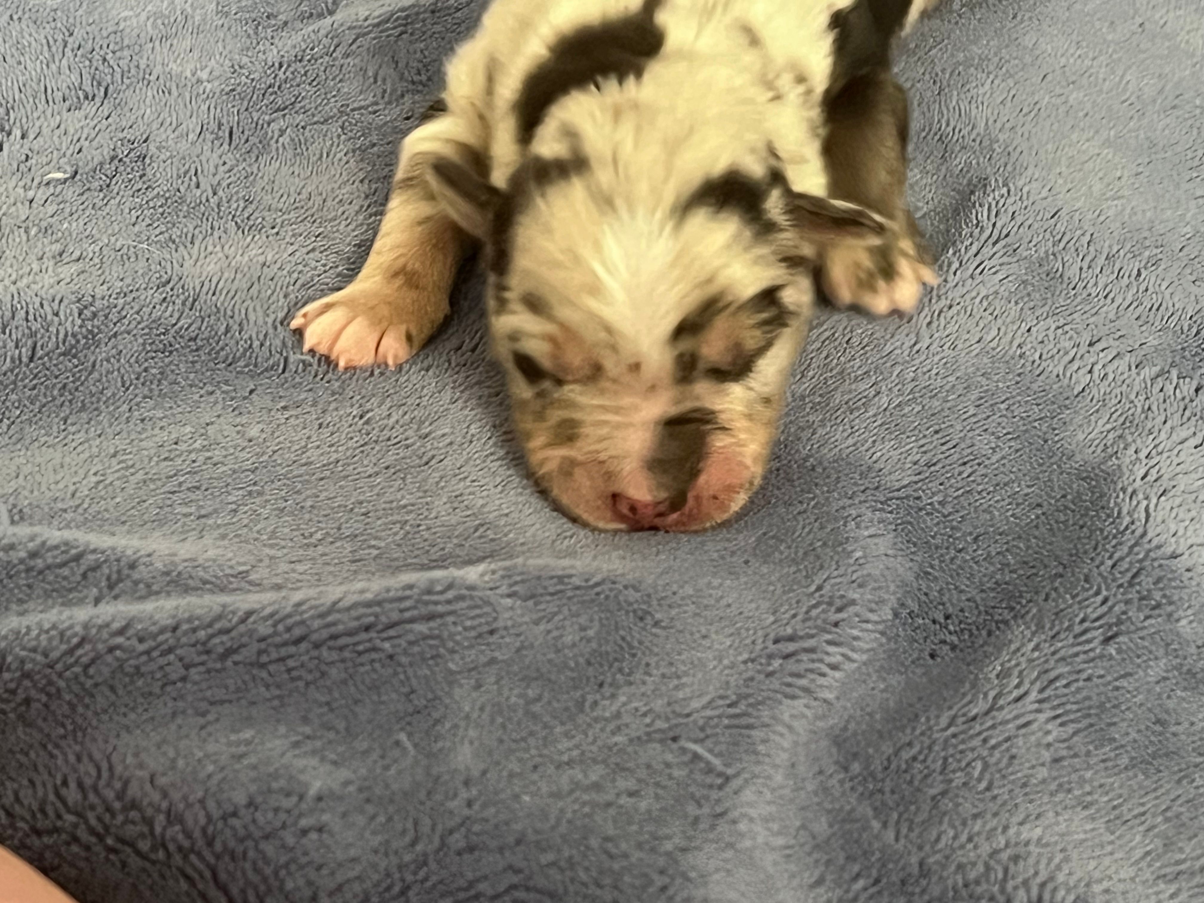 AKC Merle – Australian Shepherd puppy for sale in Toney, AL