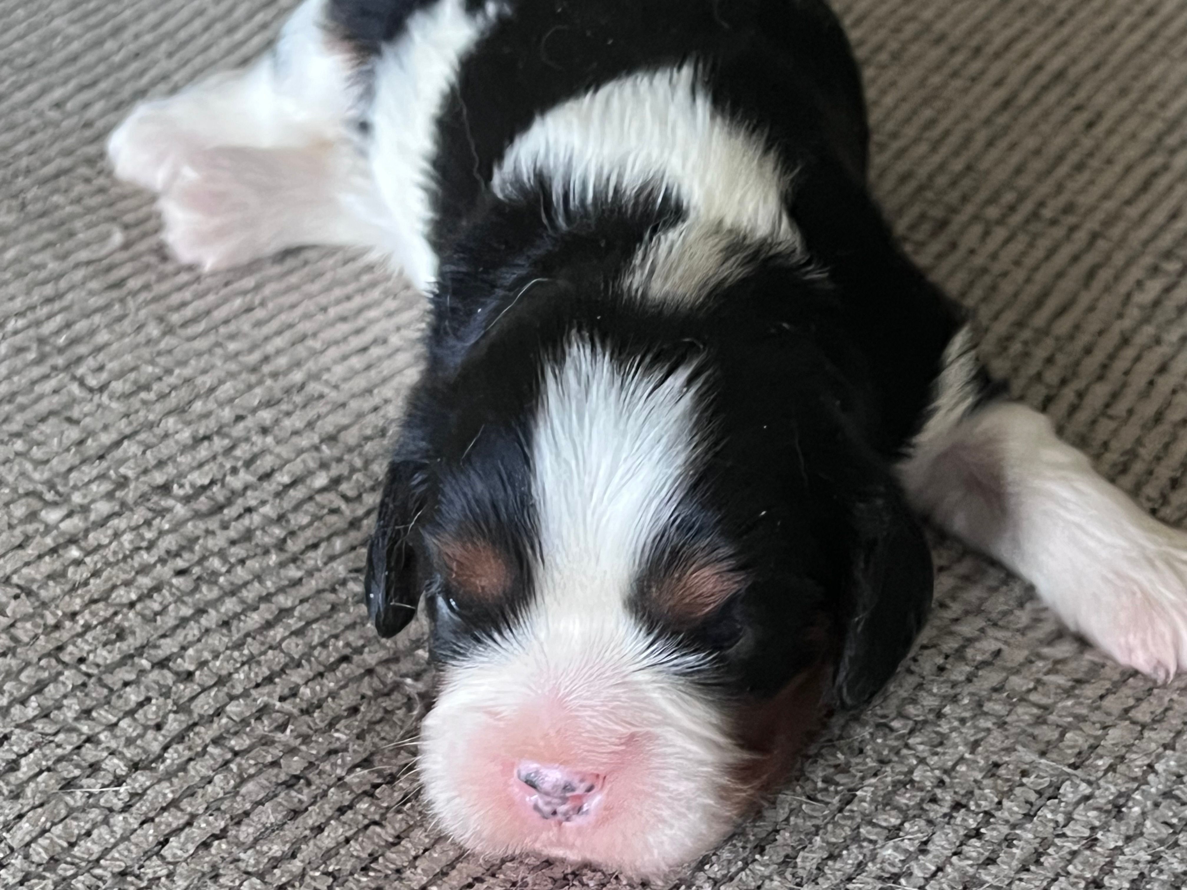 AKC Henrietta  – Cavalier King Charles Spaniel puppy for sale in Toney, AL