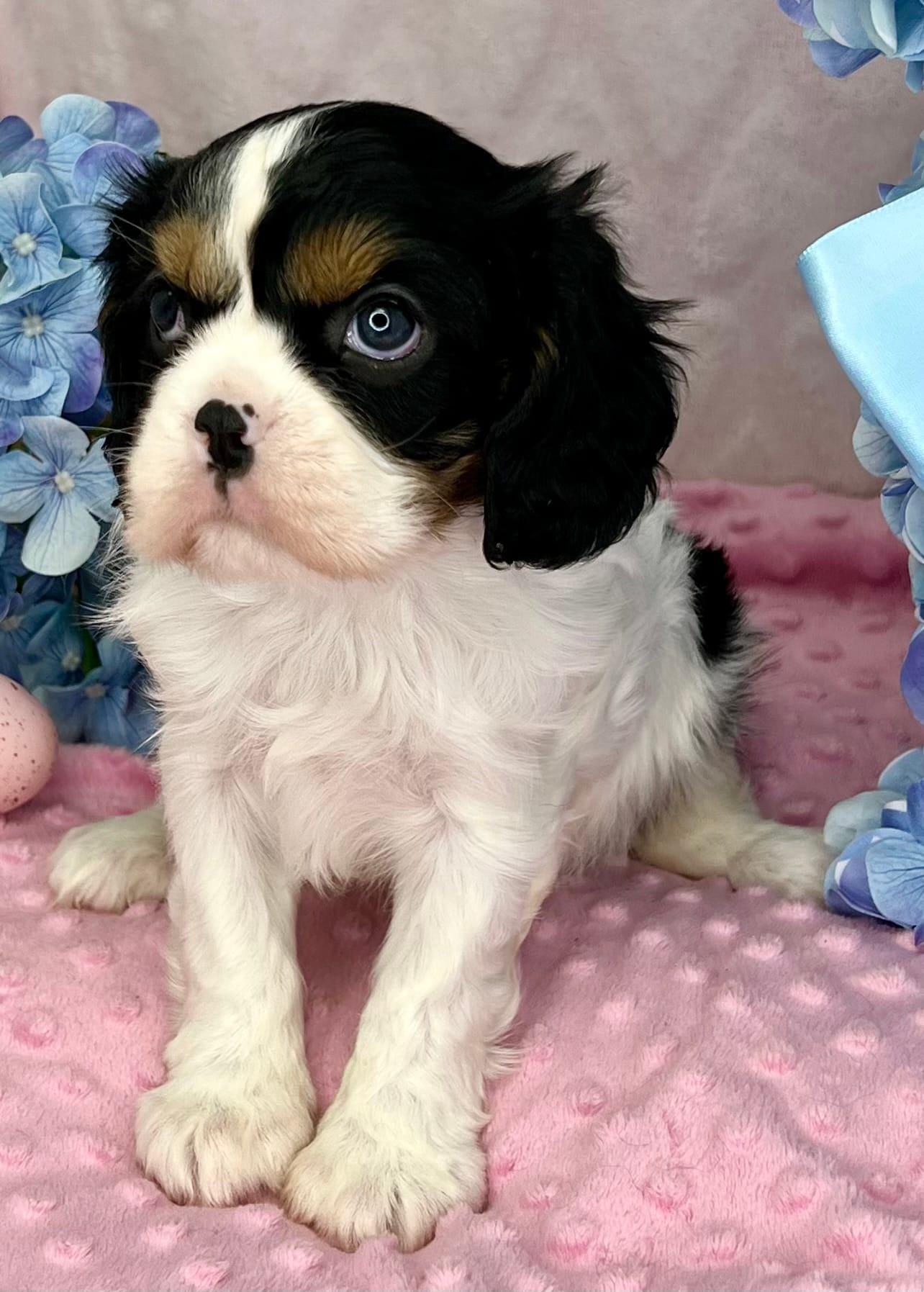 AKC Jasmine – Cavalier King Charles Spaniel puppy for sale in Toney, AL