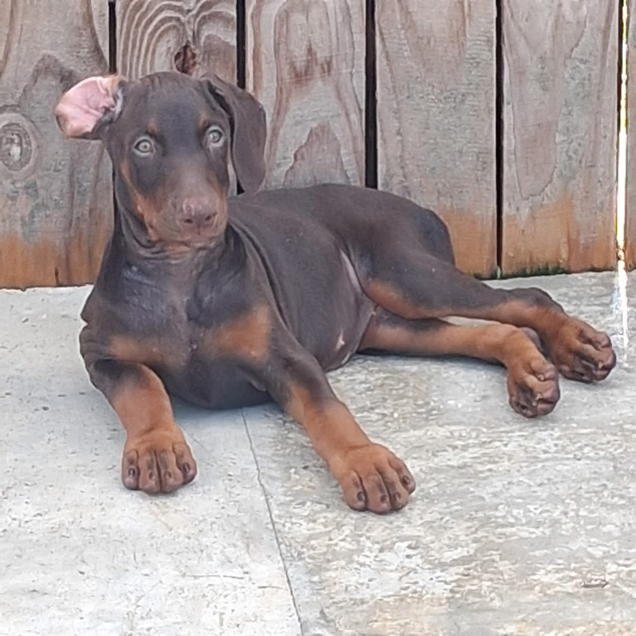 Puppy 2 – Doberman Pinscher puppy for sale in Davenport, FL
