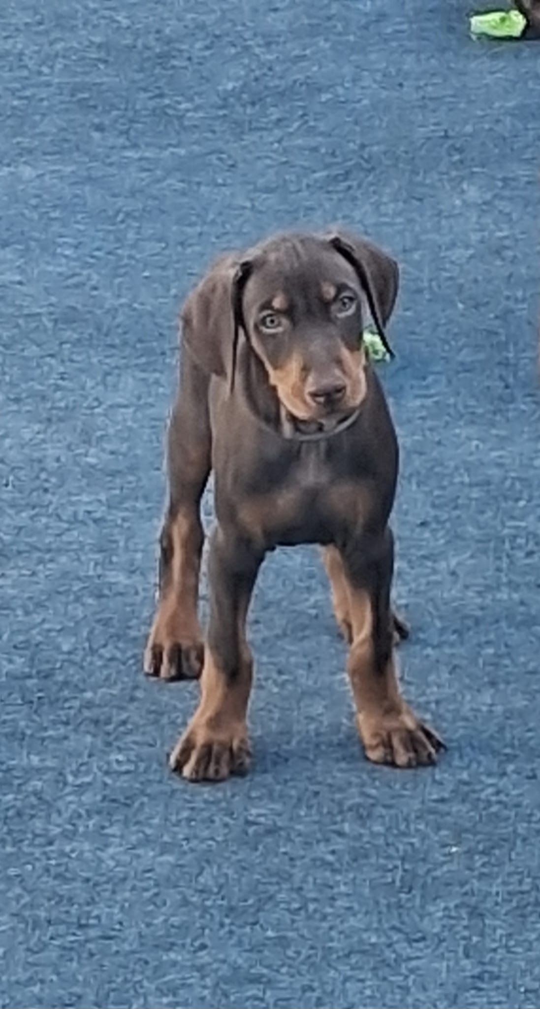ZEUS – Doberman Pinscher puppy for sale in Davenport, FL