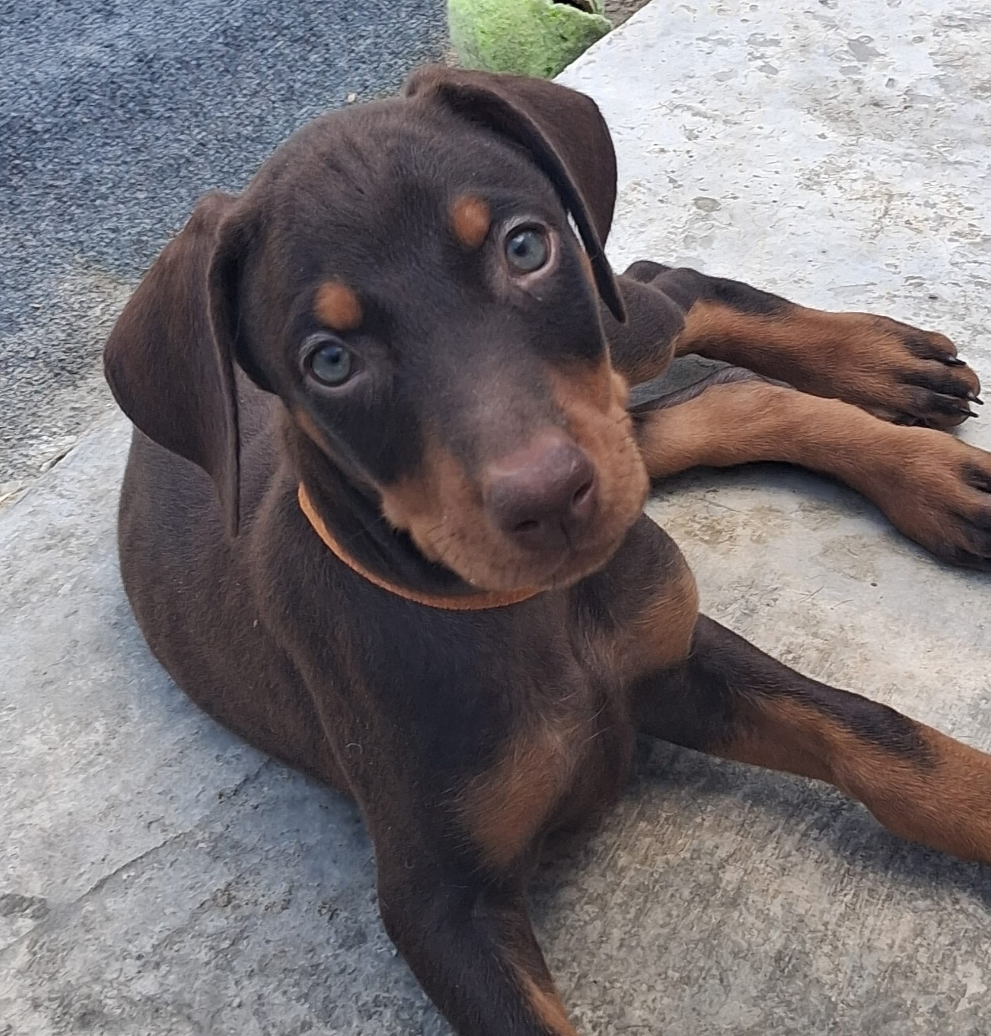 Chole – Doberman Pinscher puppy for sale in Davenport, FL