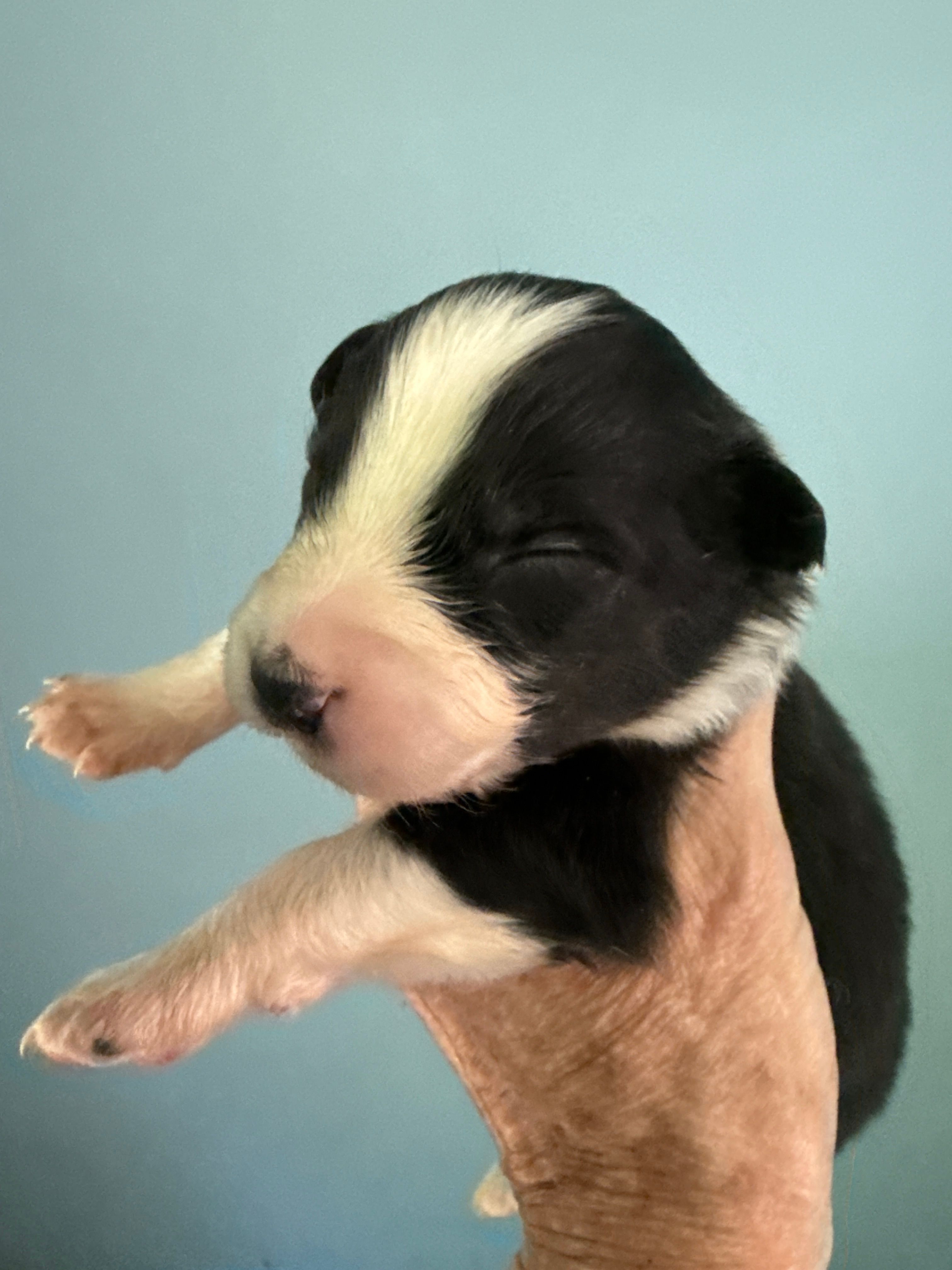 Alan – Australian Shepherd puppy for sale in Trenton, NJ