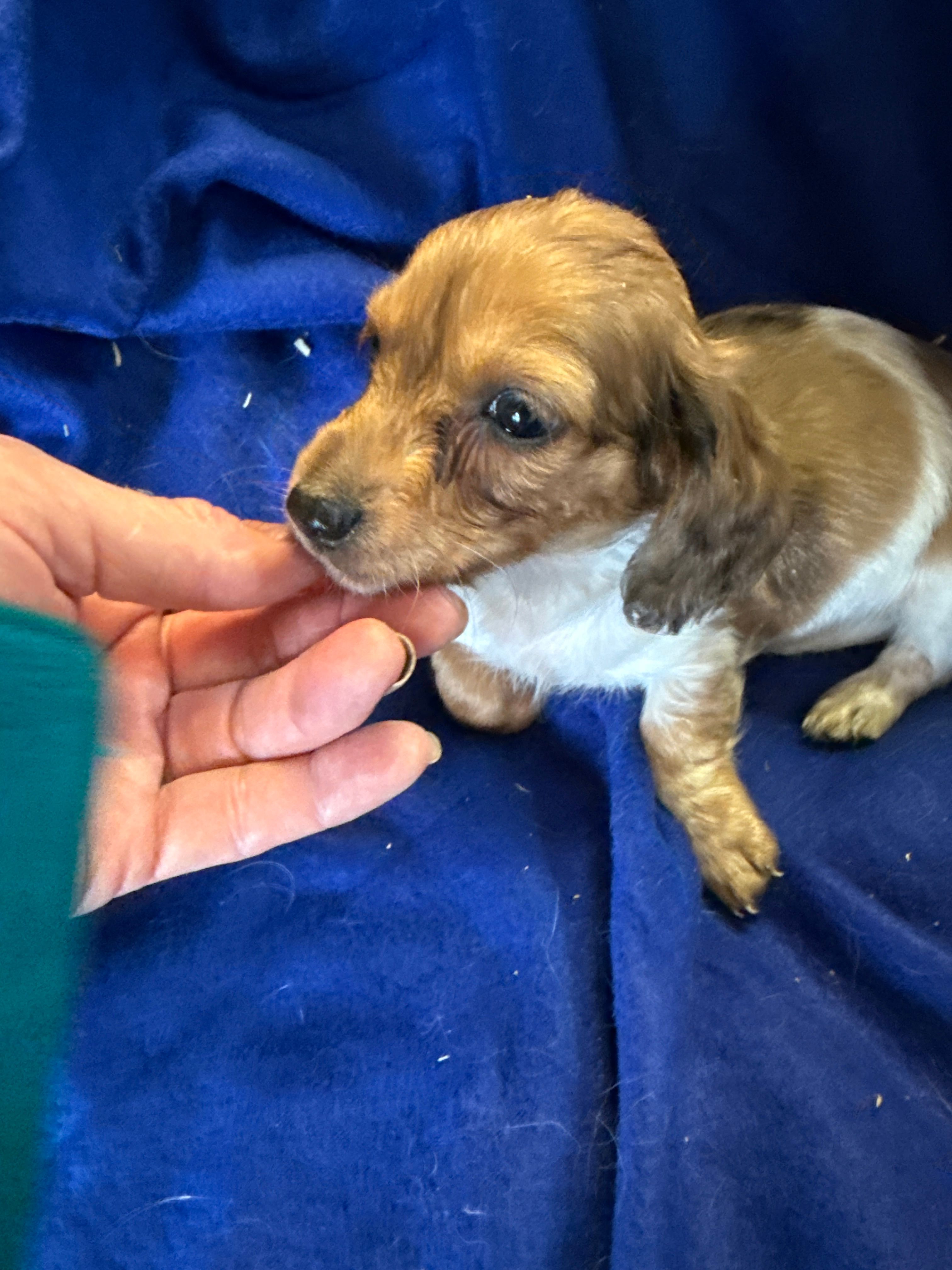 Roger – Miniature Dachshund puppy for sale in Trenton, NJ