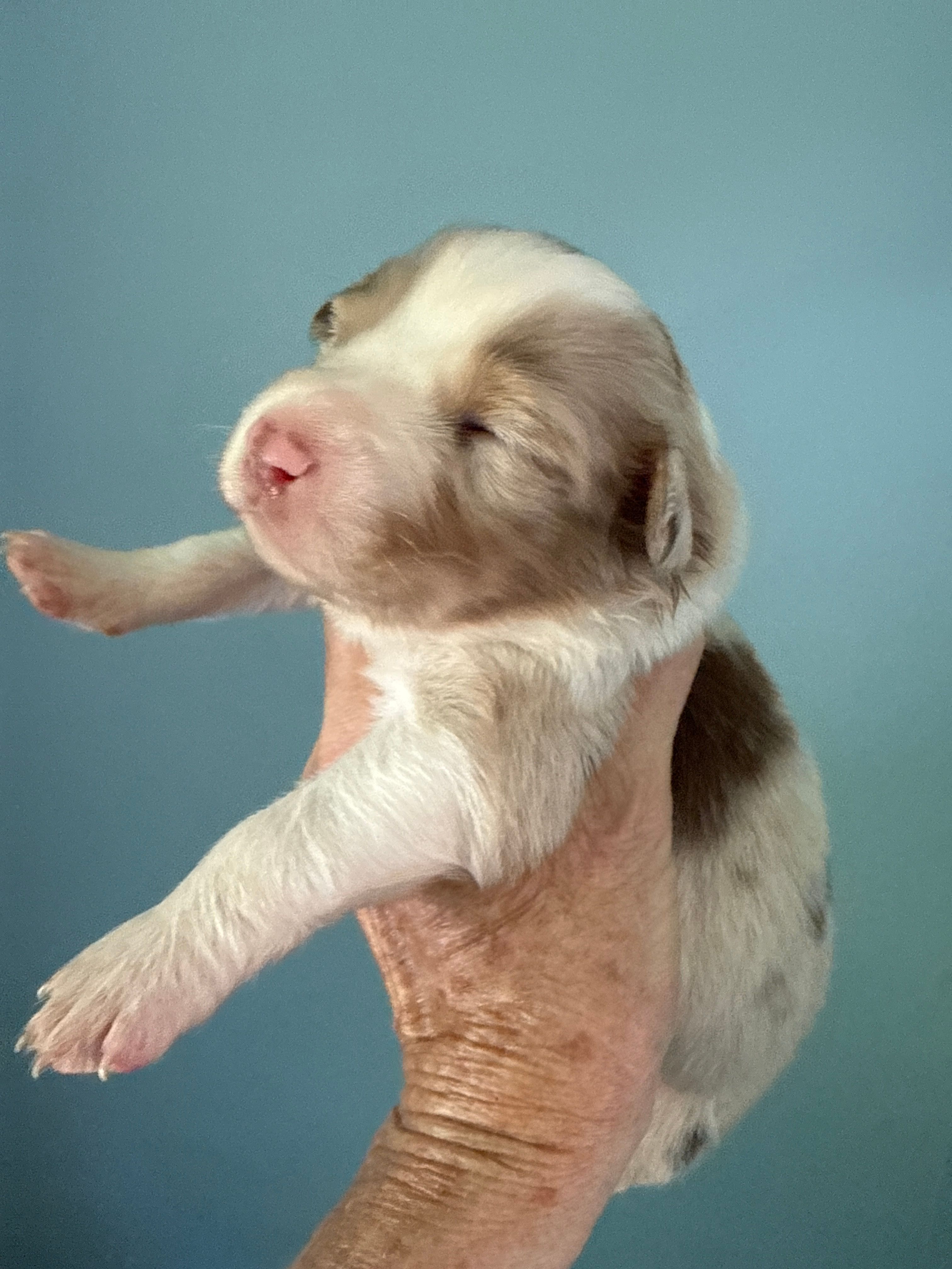 Atlas – Australian Shepherd puppy for sale in Trenton, NJ