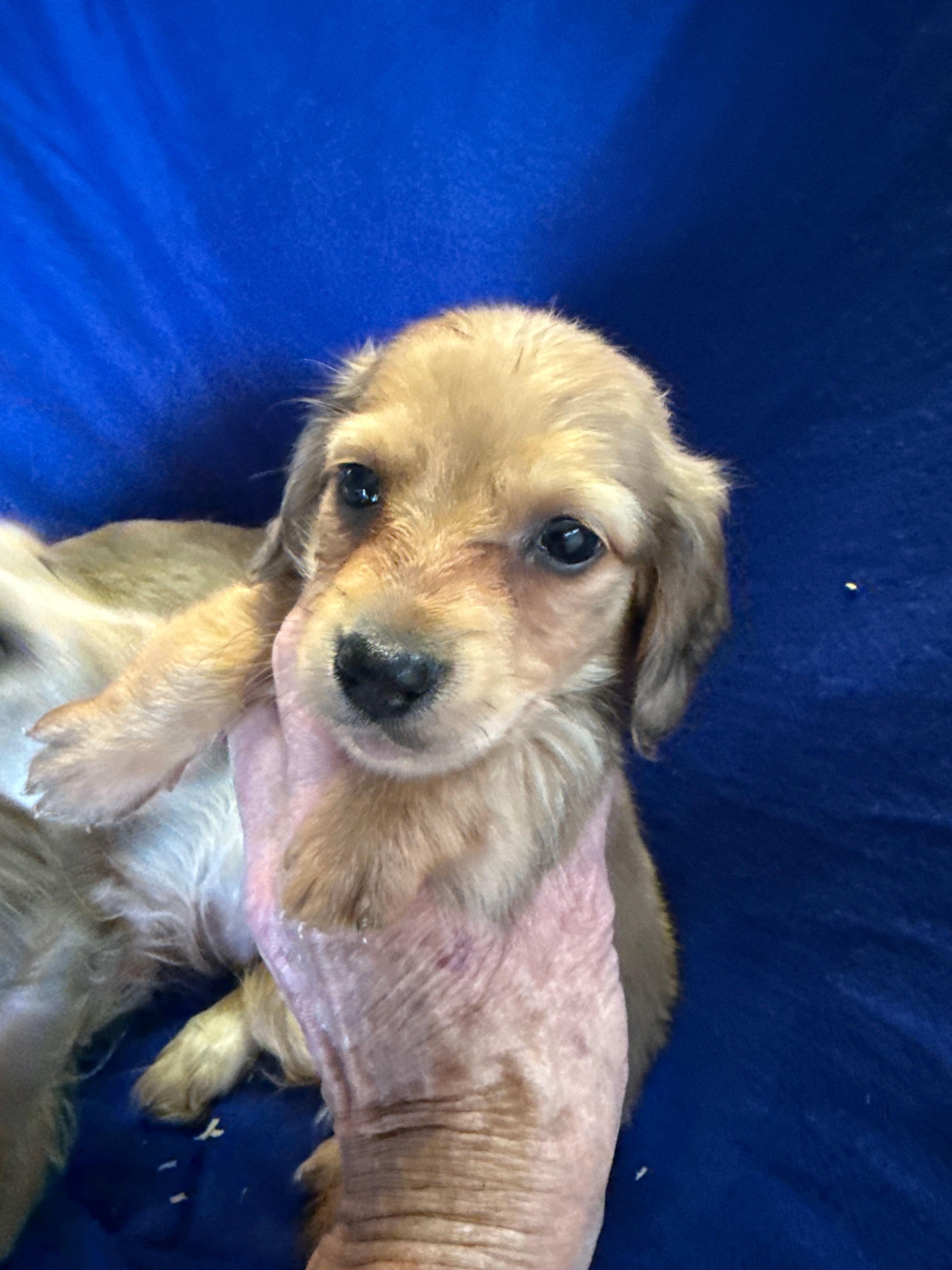 Reggie – Miniature Dachshund puppy for sale in Trenton, NJ