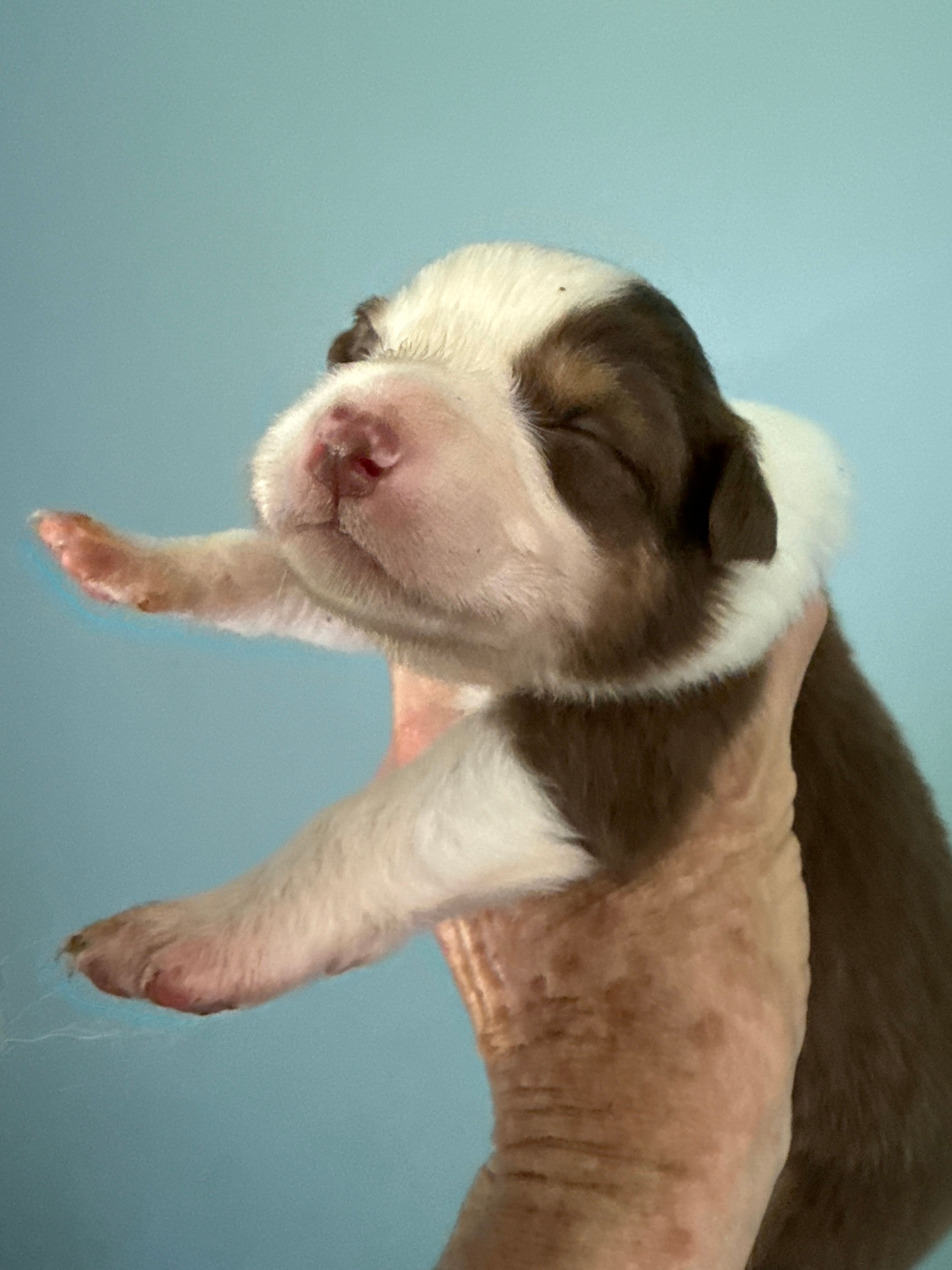 Annabell – Australian Shepherd puppy for sale in Trenton, NJ