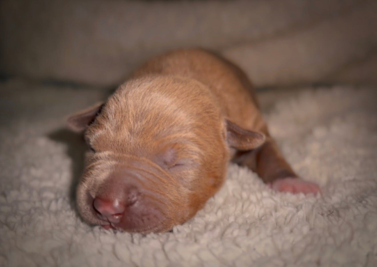 Coco9 – American Bully puppy for sale in Sacramento, CA