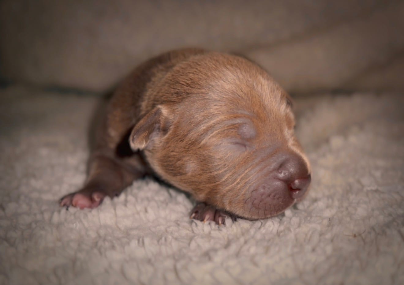 Coco10 – American Bully puppy for sale in Sacramento, CA