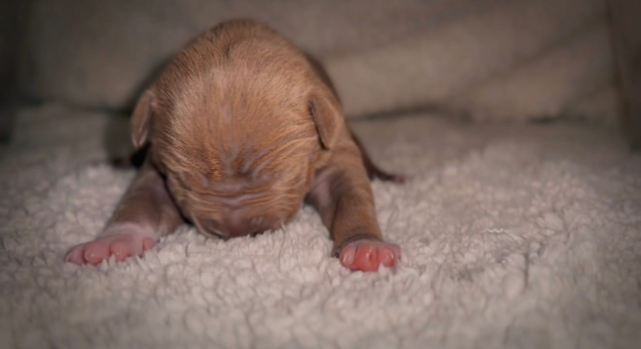 Coco8 – American Bully puppy for sale in Sacramento, CA