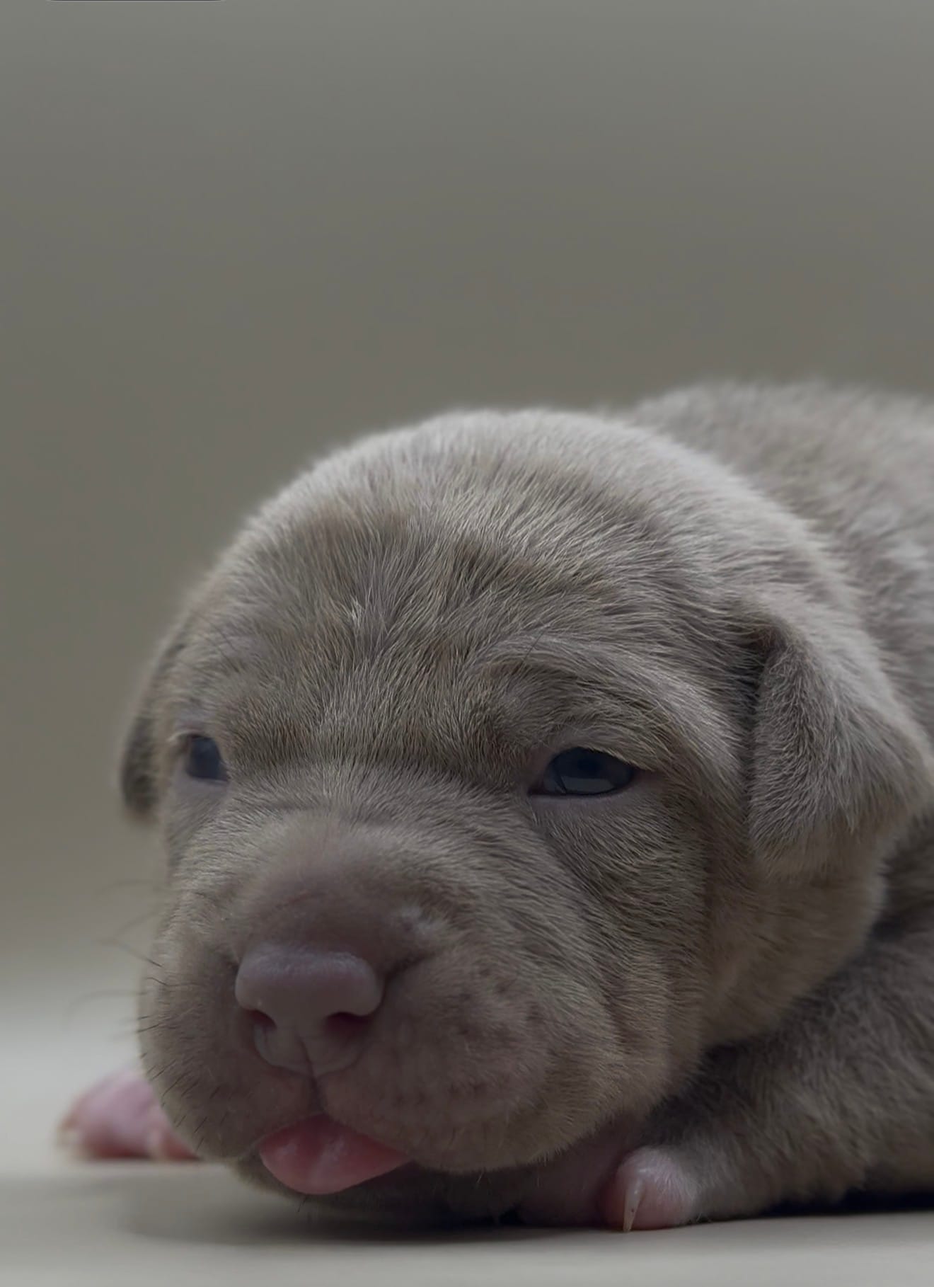 Female Lilac – American Bully puppy for sale in Sacramento, CA