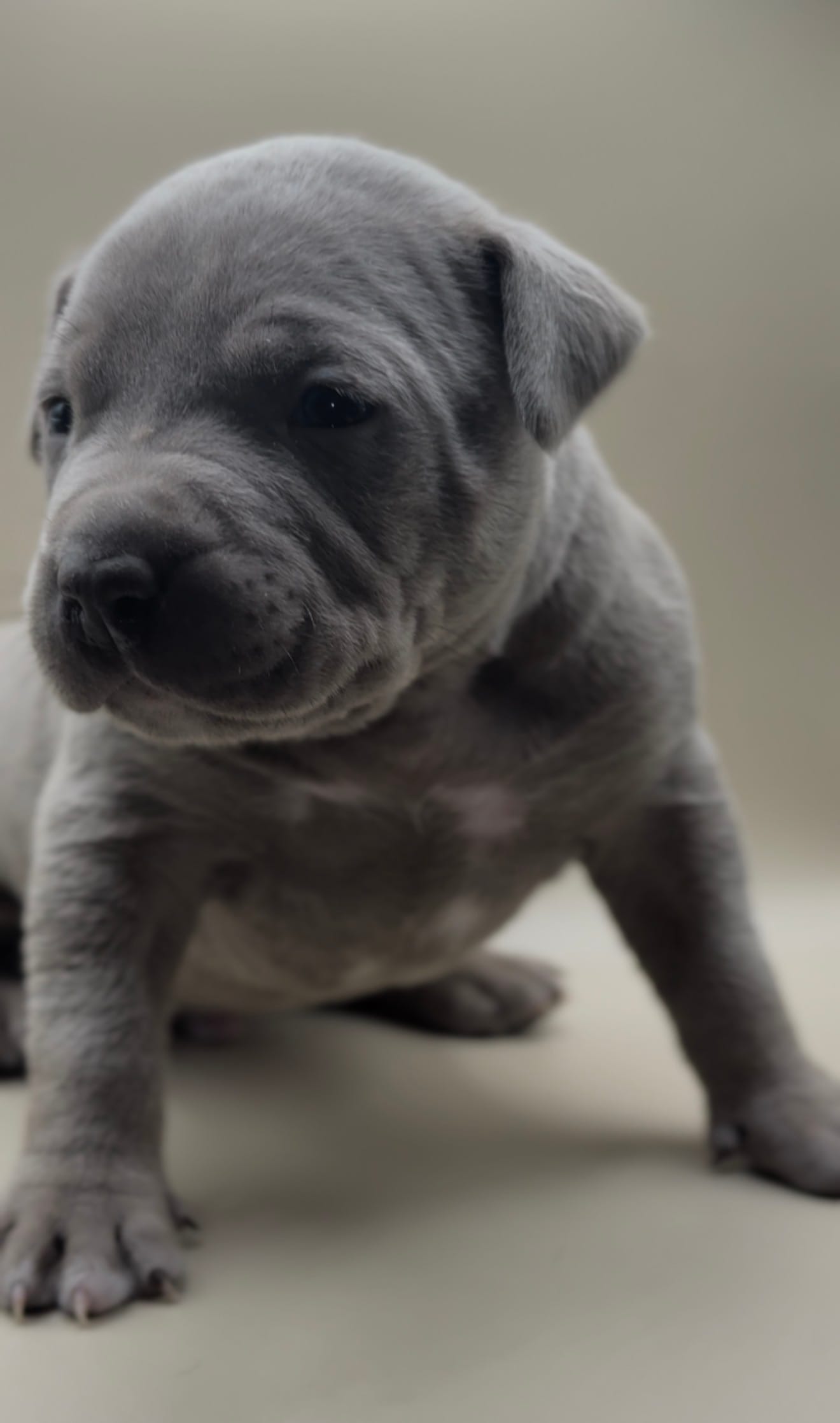 Male Lilac  – American Bully puppy for sale in Sacramento, CA